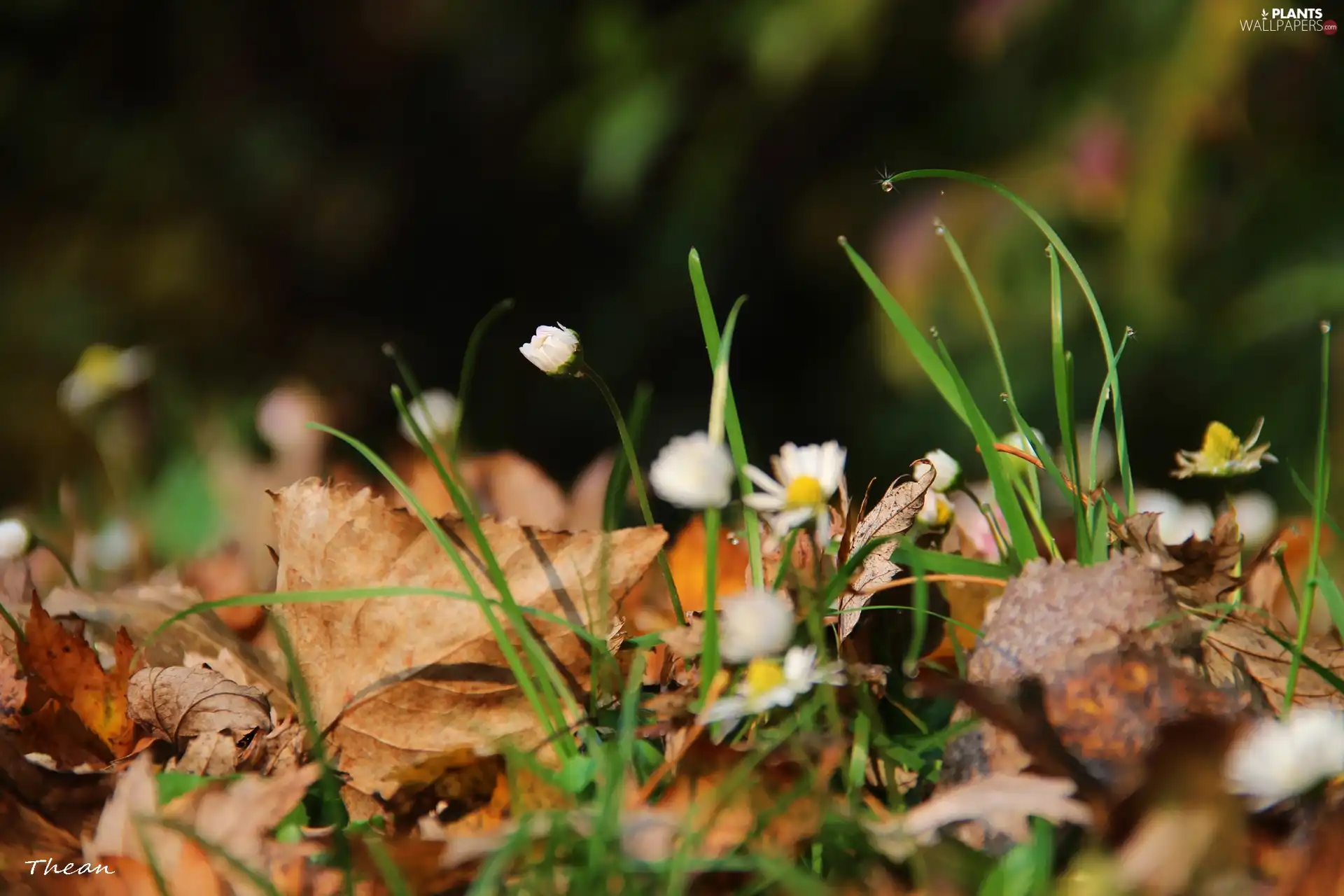 Leaf, droplets, grass, dry, daisies