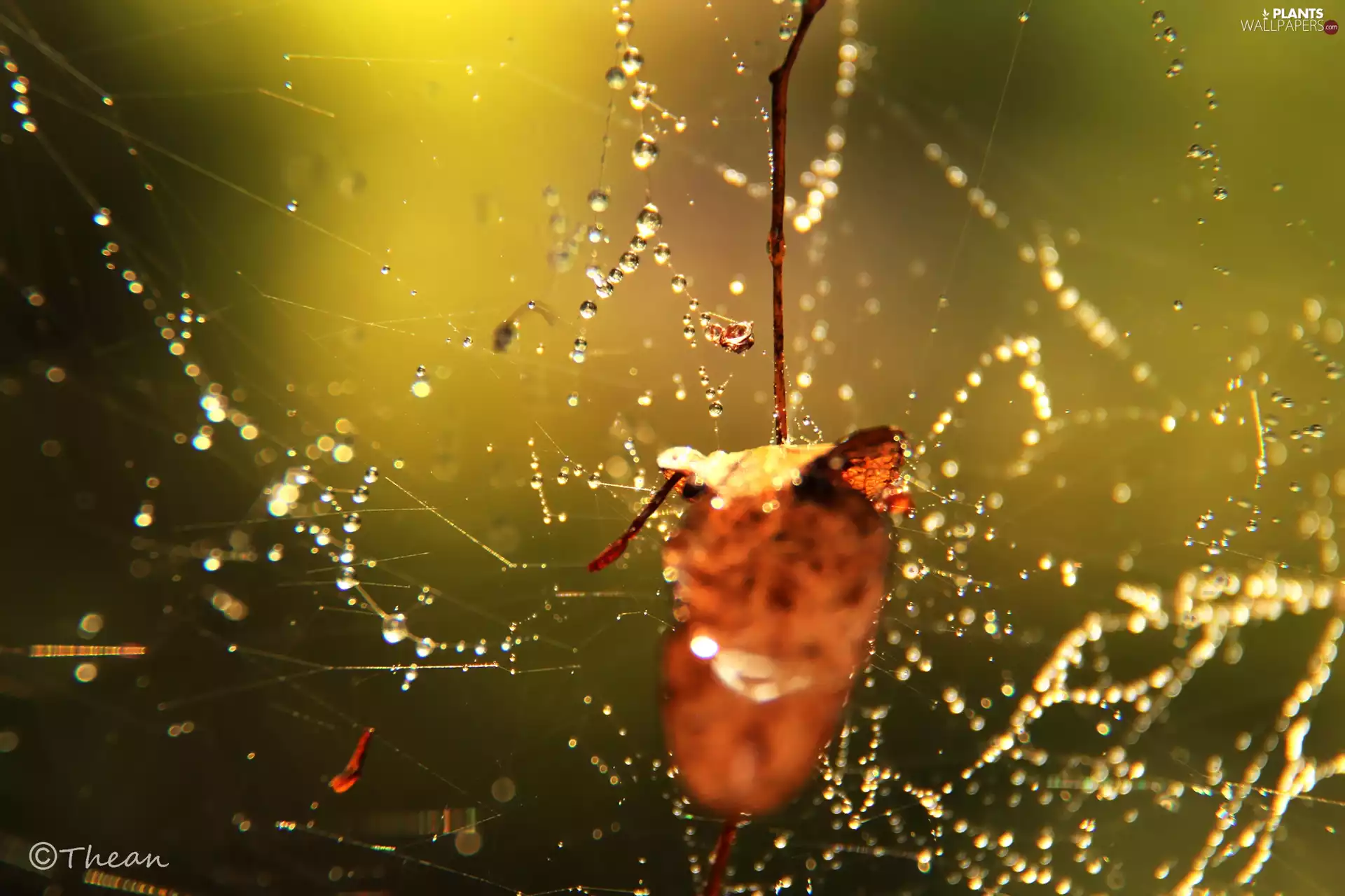 leaf, Web, droplets