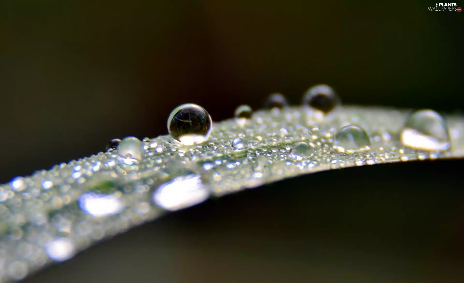leaf, drops