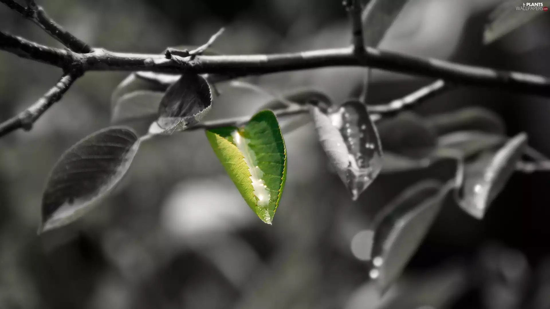 drops, branch pics, Leaf