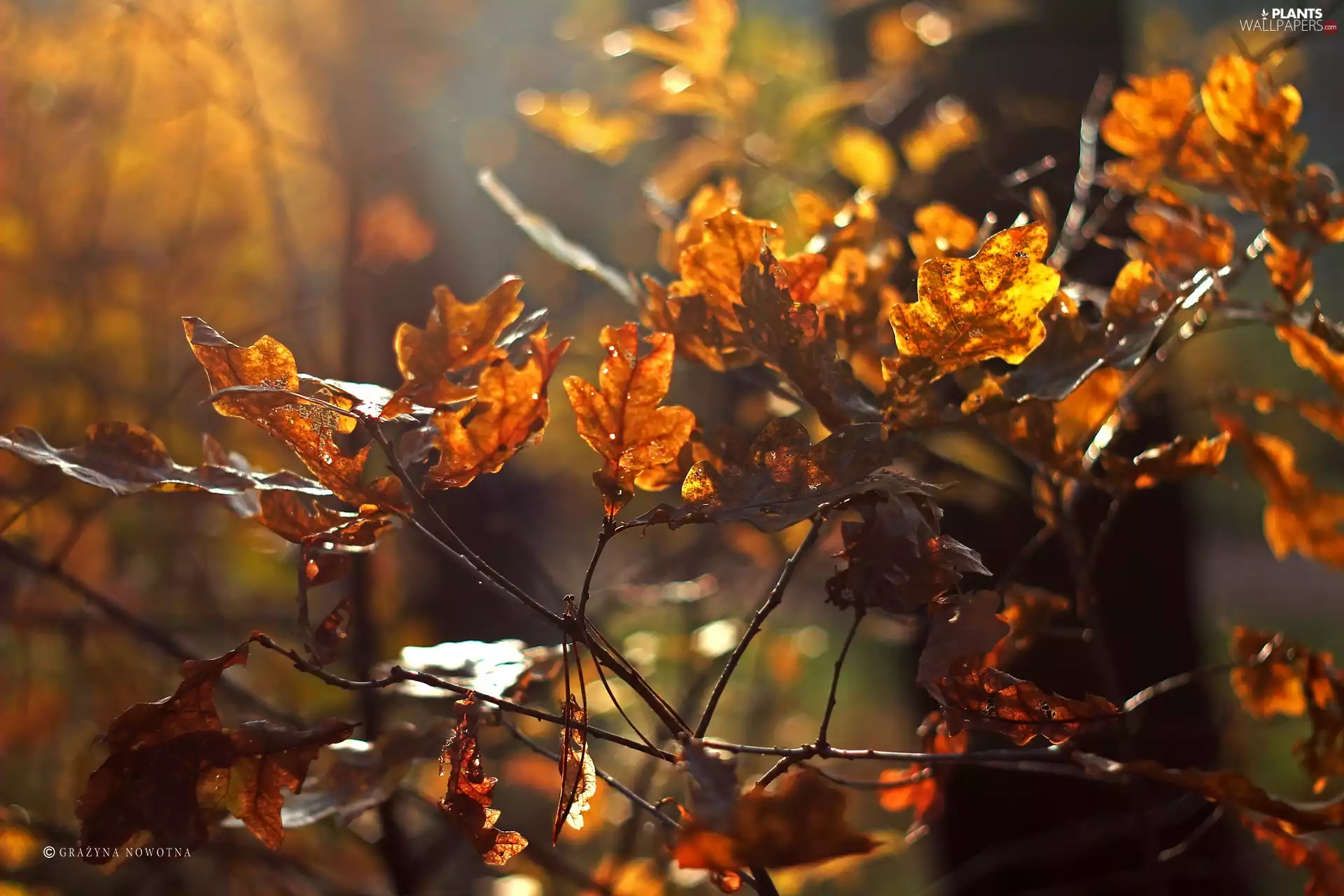 dry, oak, autumn, Leaf