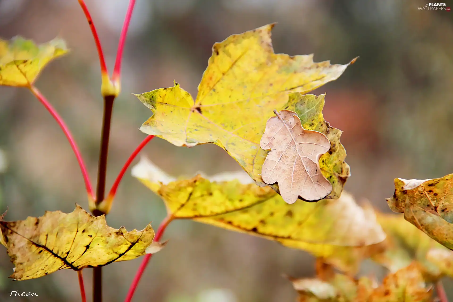 dry, Autumn, Leaf, Yellow