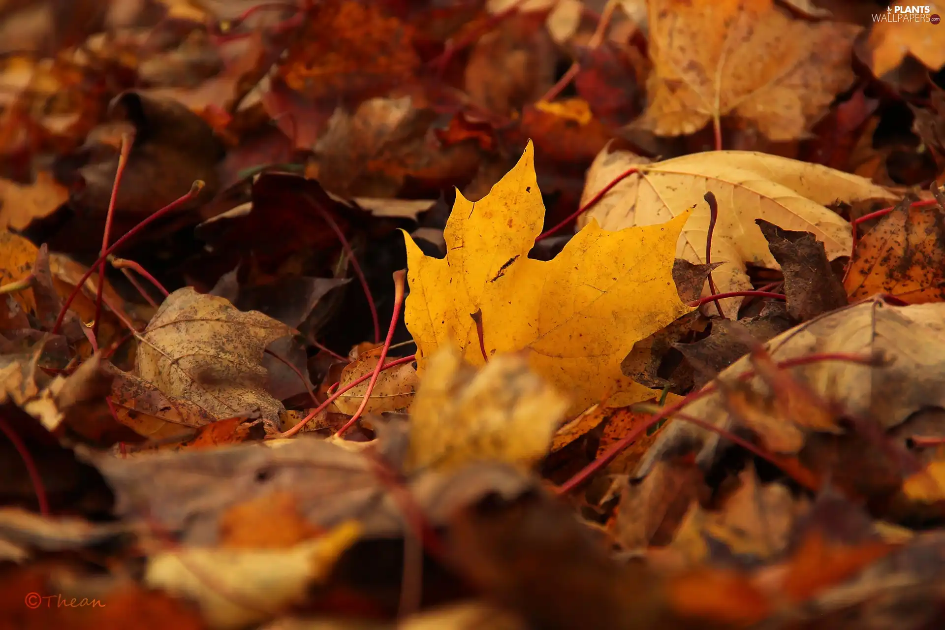 Leaf, Autumn, dry