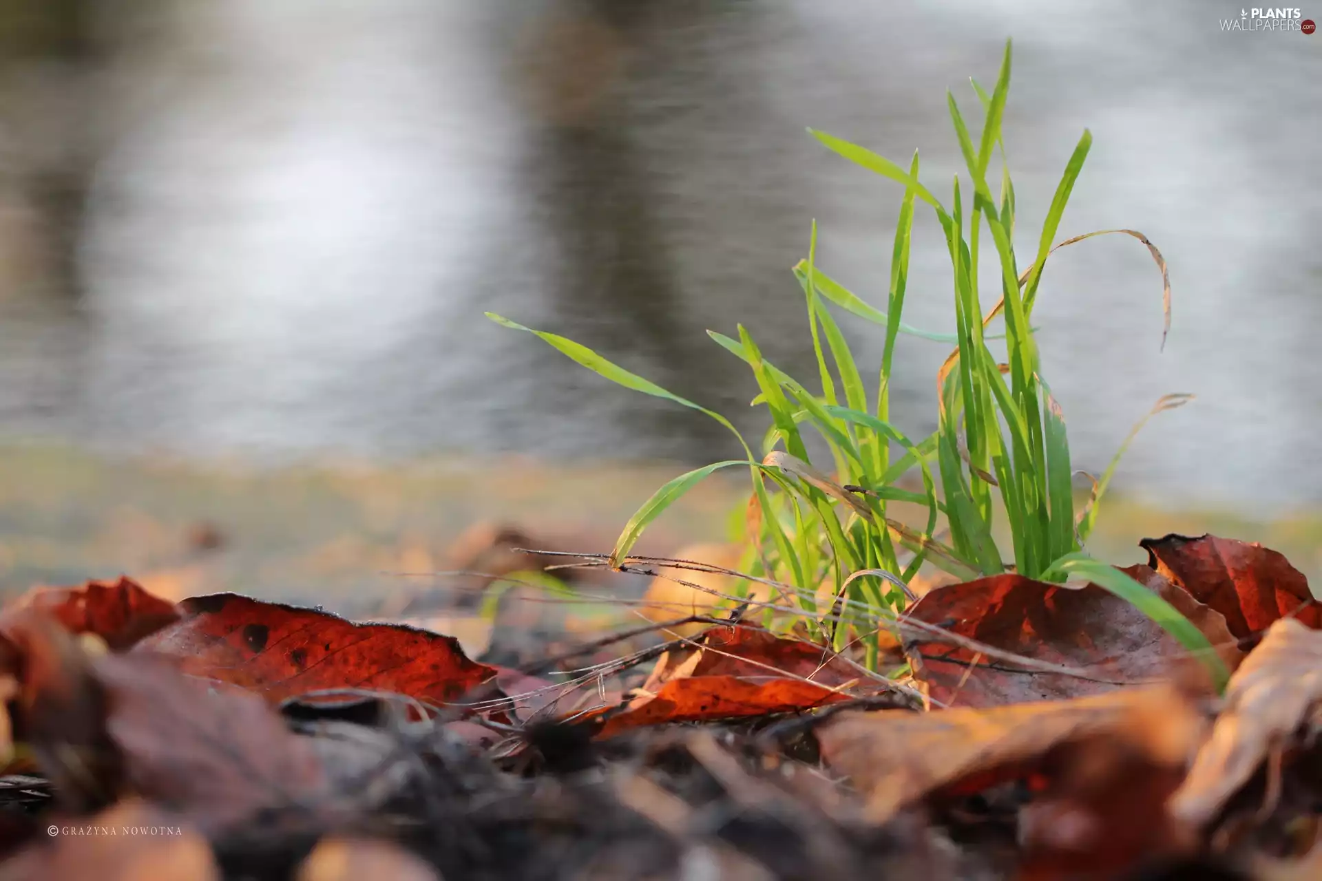 Leaf, grass, dry