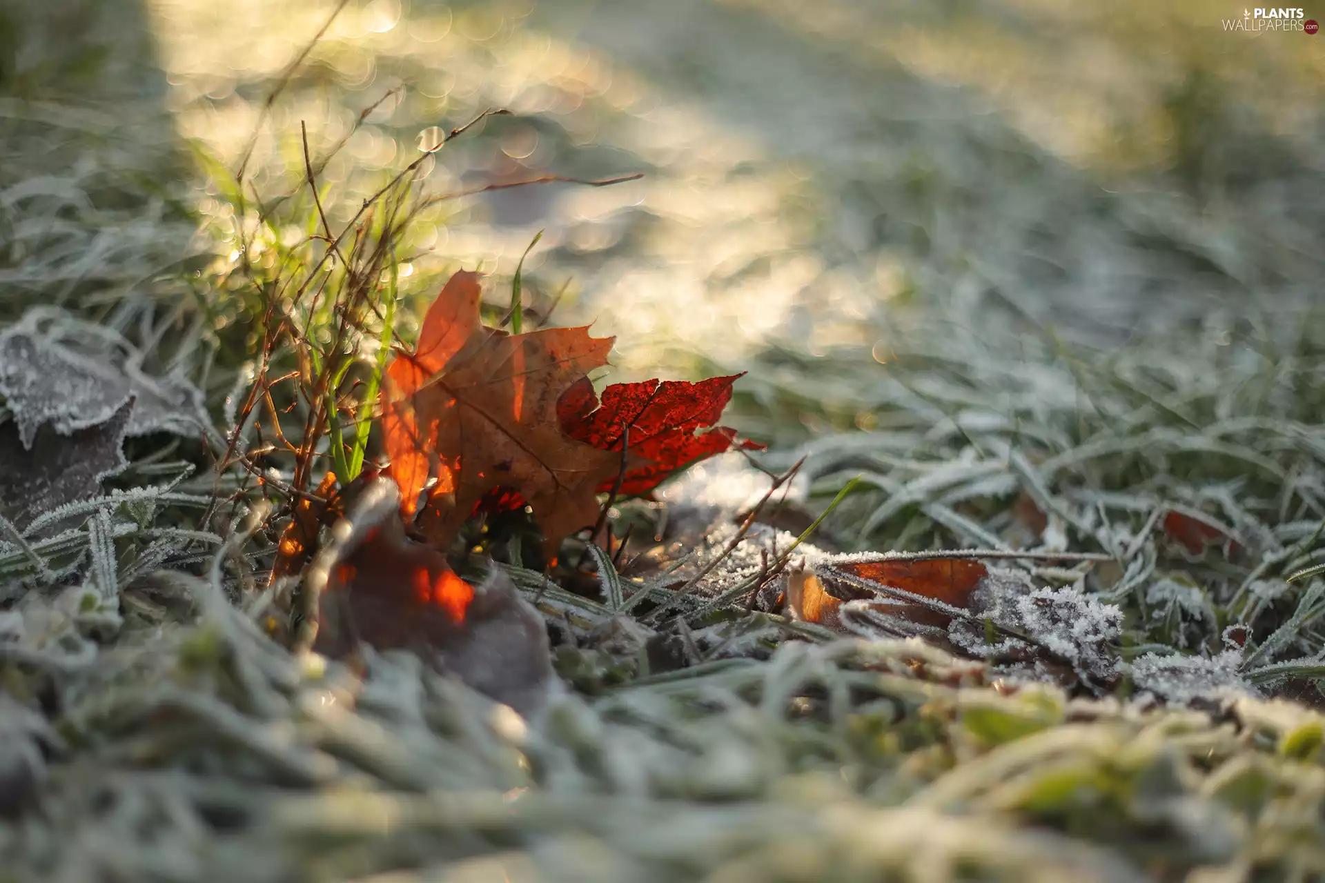 dry, frozen, grass, Leaf