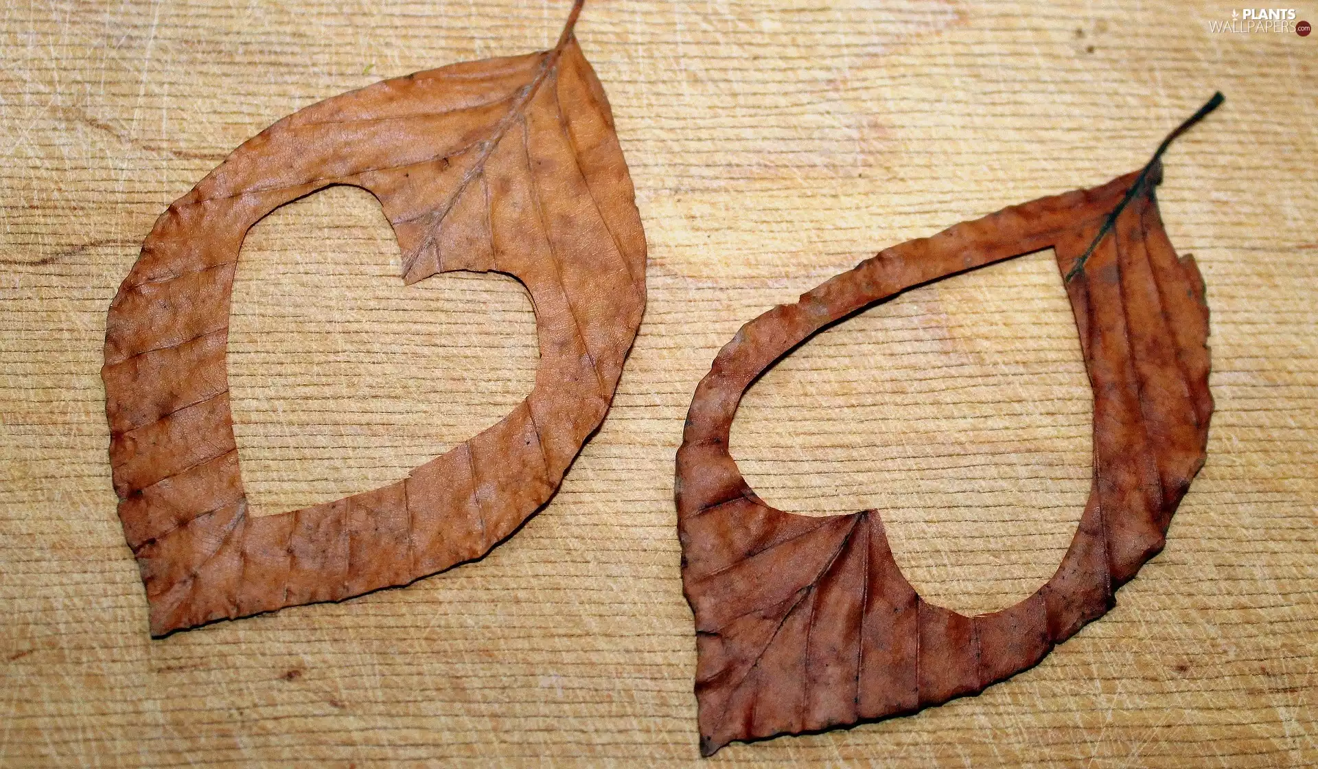 dry, cut, hearts, Leaf