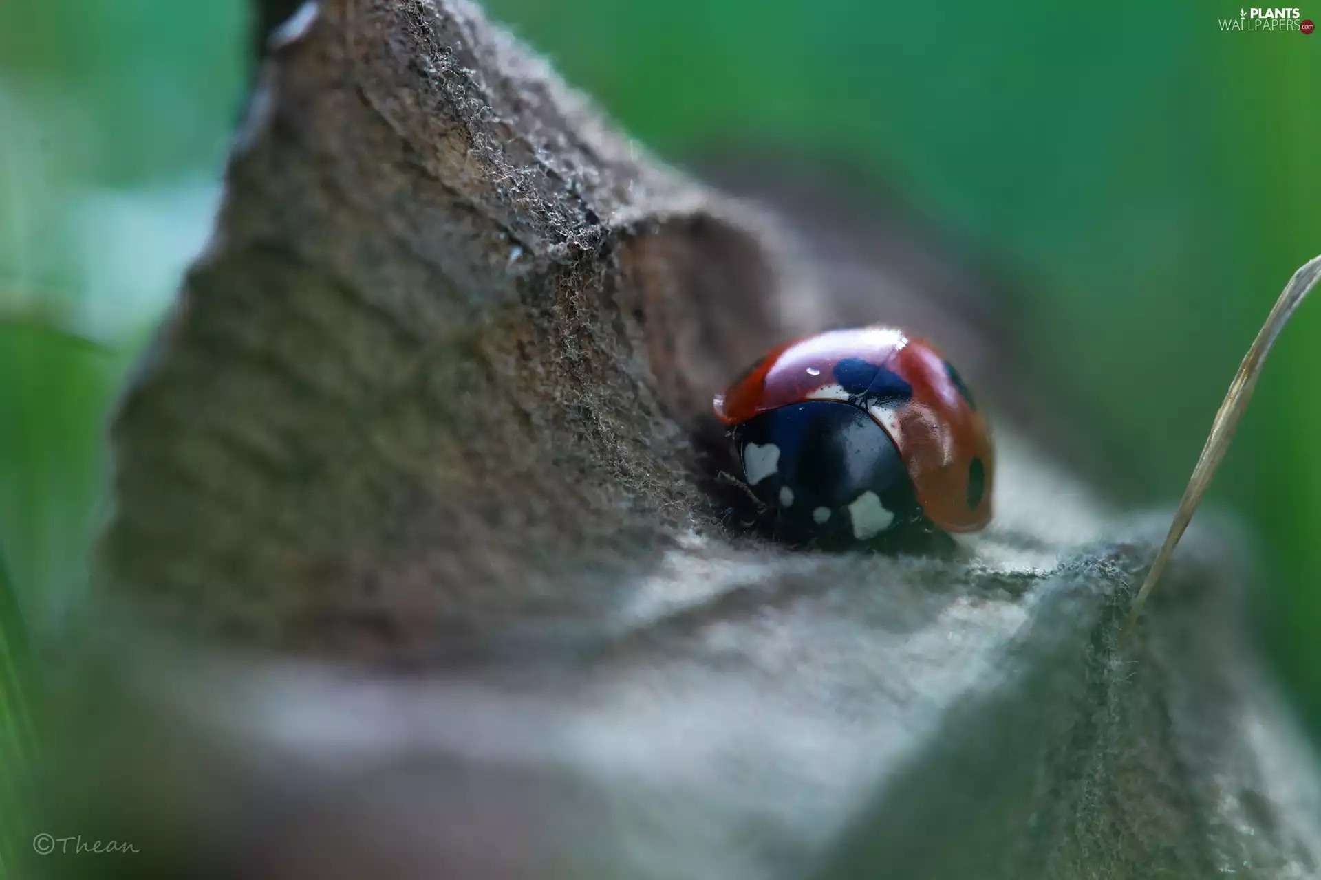 leaf, ladybird, dry