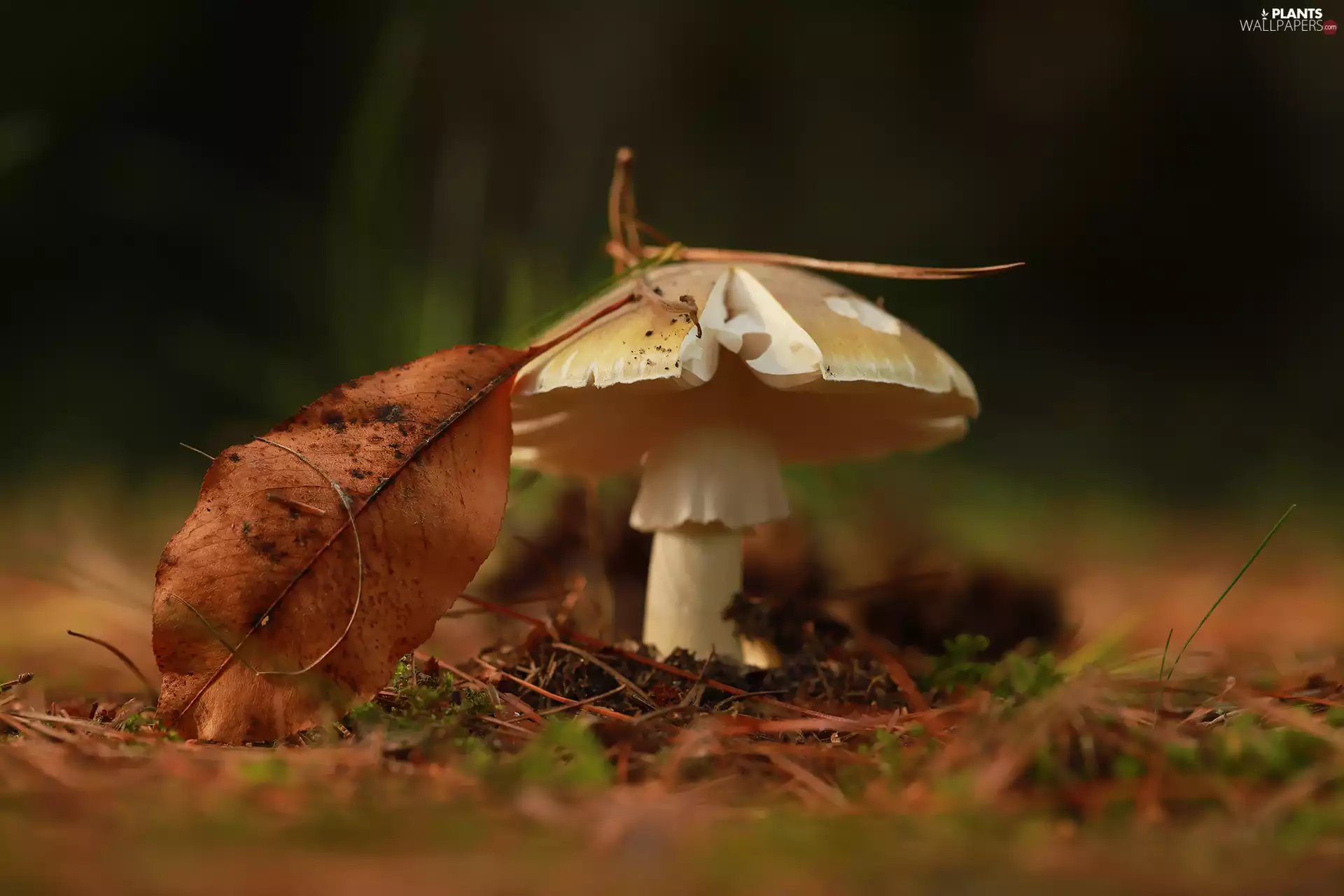 leaf, Mushrooms, dry