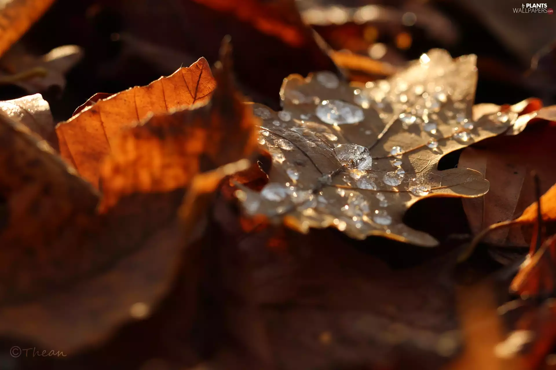 dry, drops, Rosy, Leaf