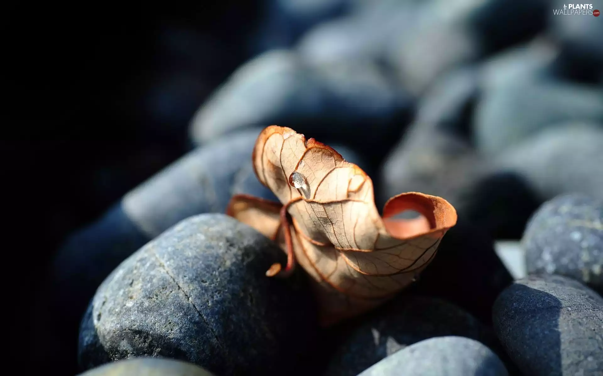 leaf, Stones, dry
