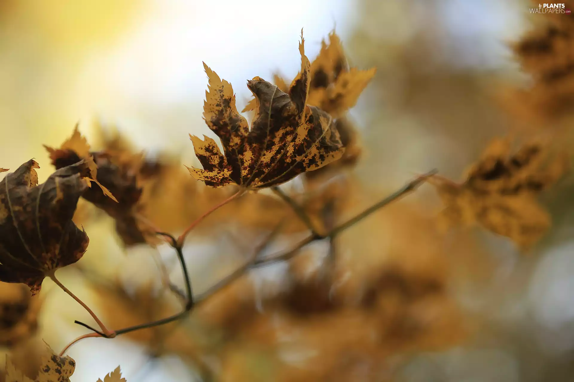 dry, Autumn, twig, Leaf