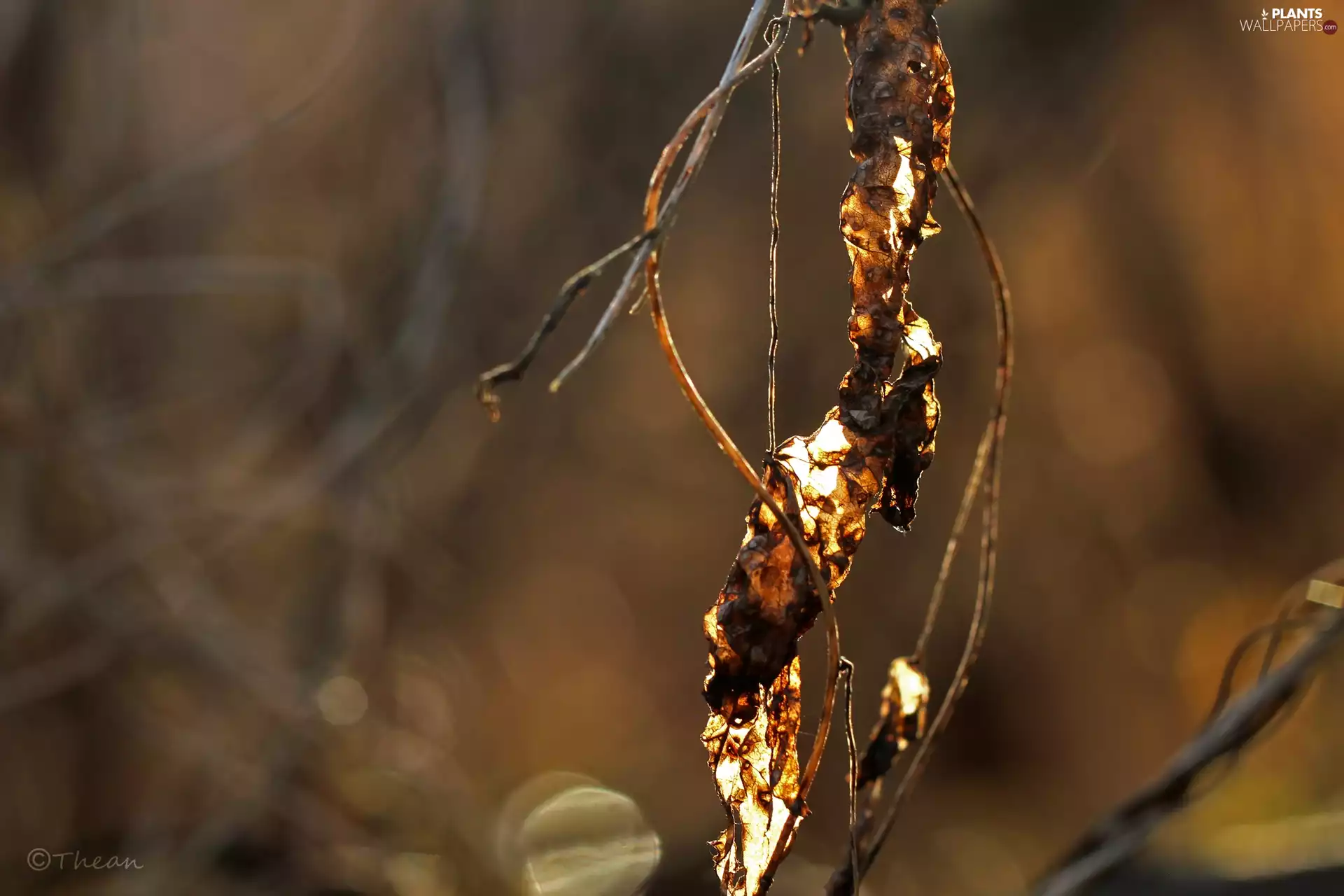 dry, Withered, twig, leaf
