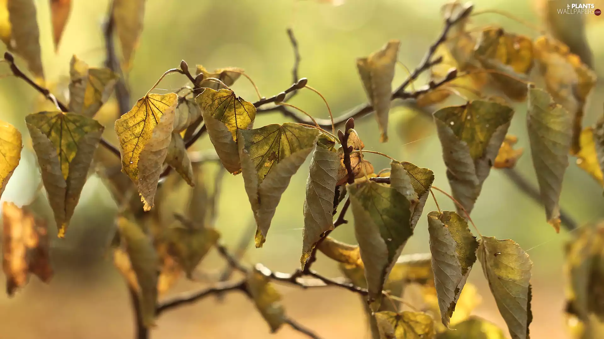 dry, Autumn, Twigs, Leaf