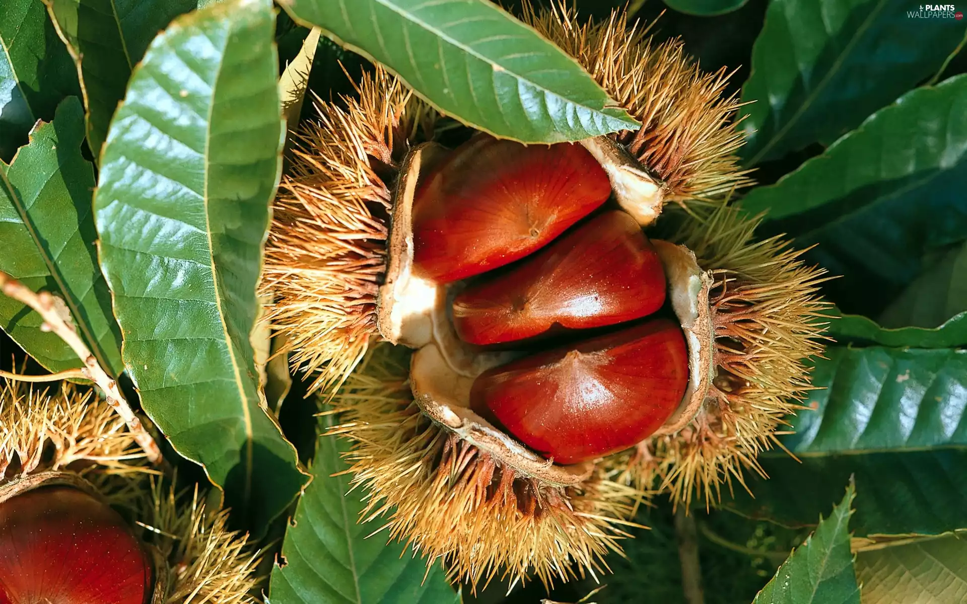 Leaf, chestnut, edible
