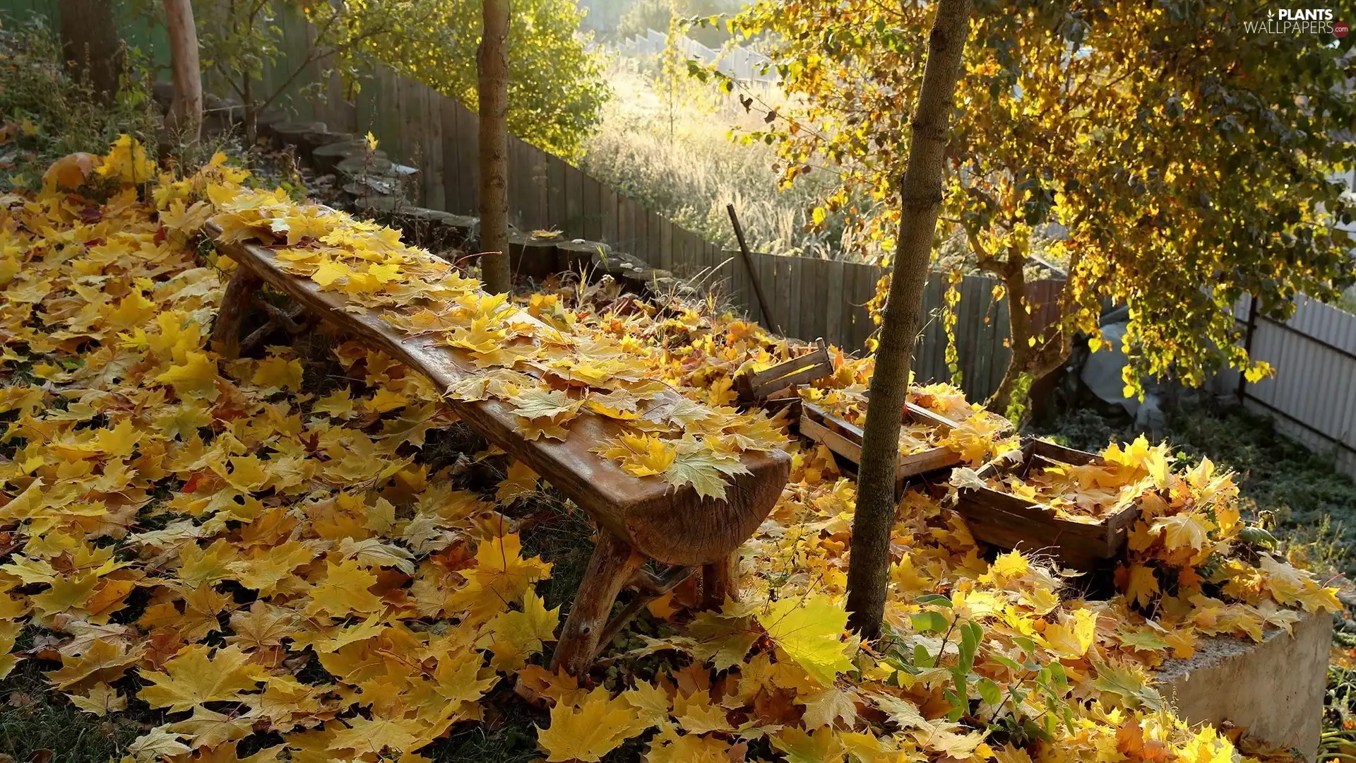 Leaf, autumn, fallen