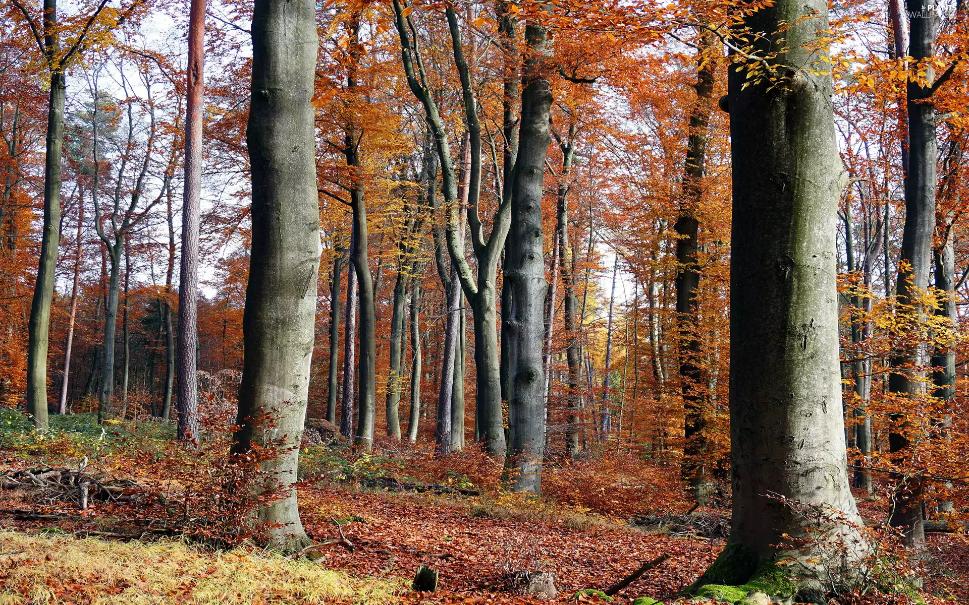 viewes, forest, fallen, trees, autumn, branch pics, Leaf