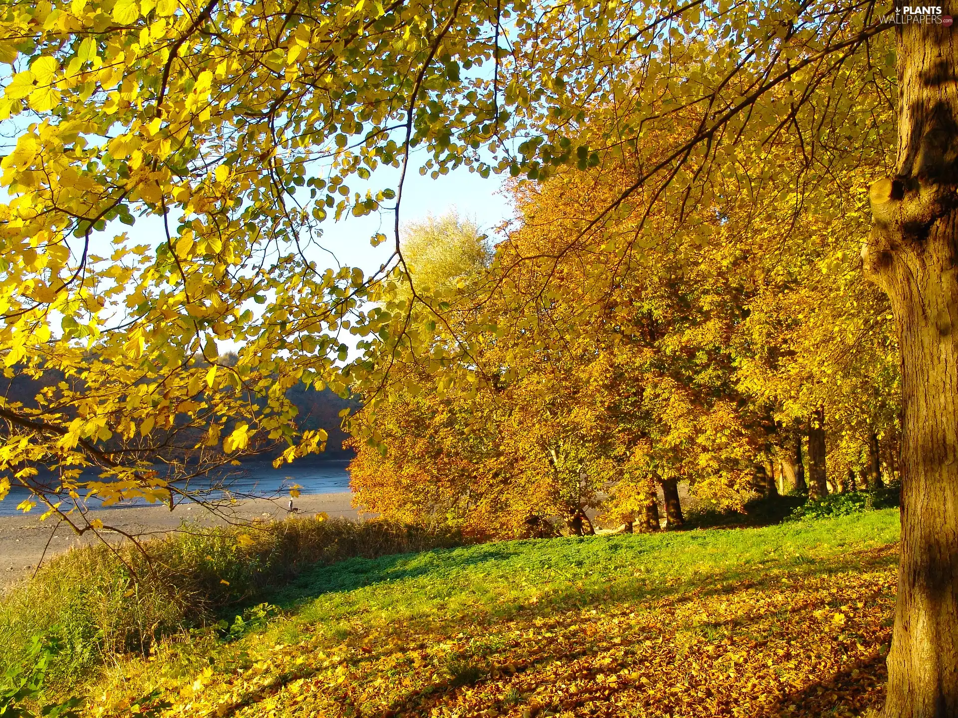 viewes, River, fallen, trees, autumn, branch pics, Leaf