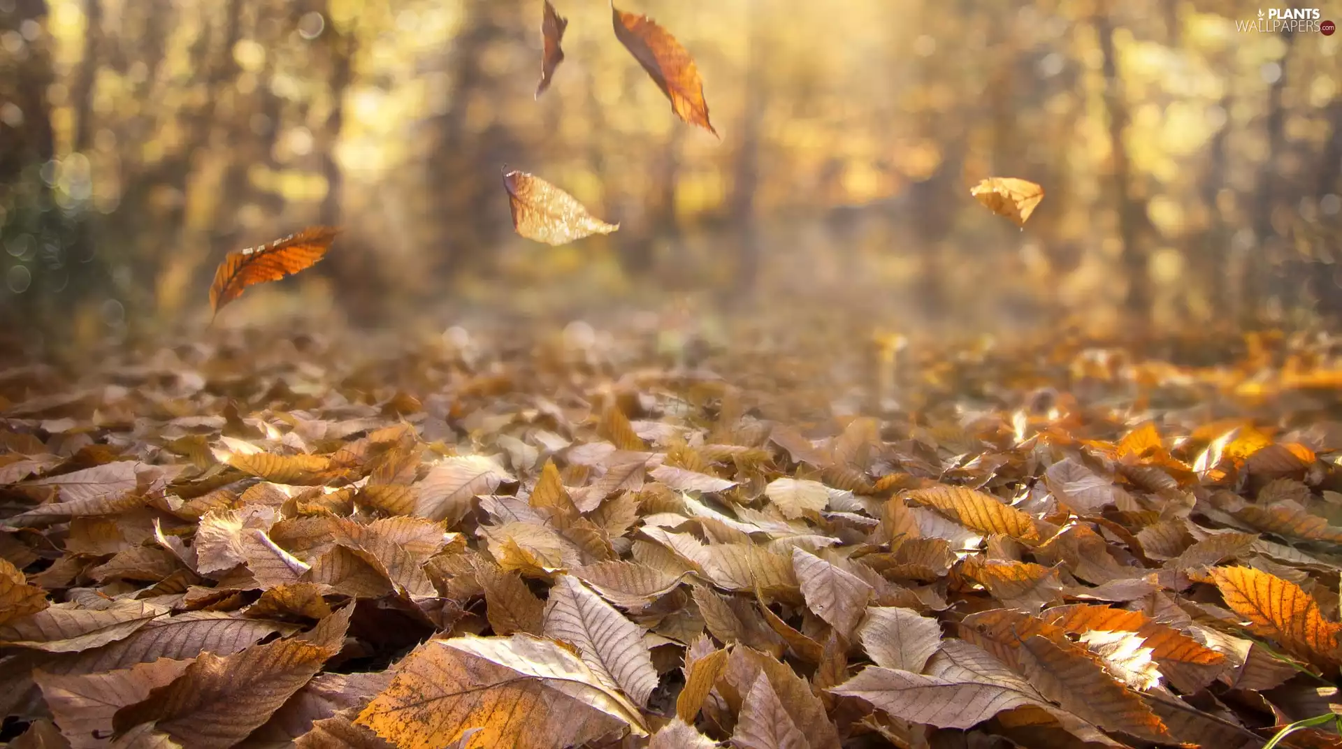 Leaf, autumn, Falling