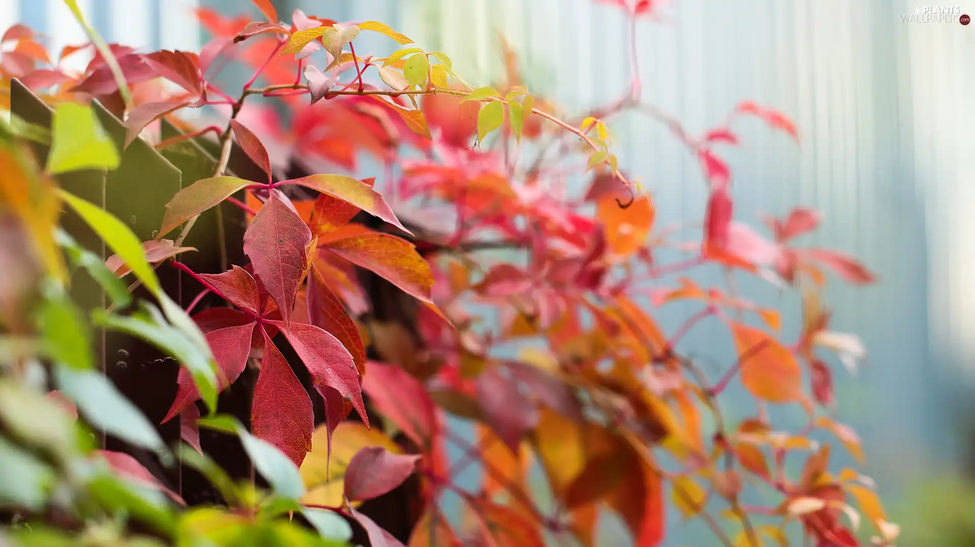 fence, Red, Leaf, Woodbine