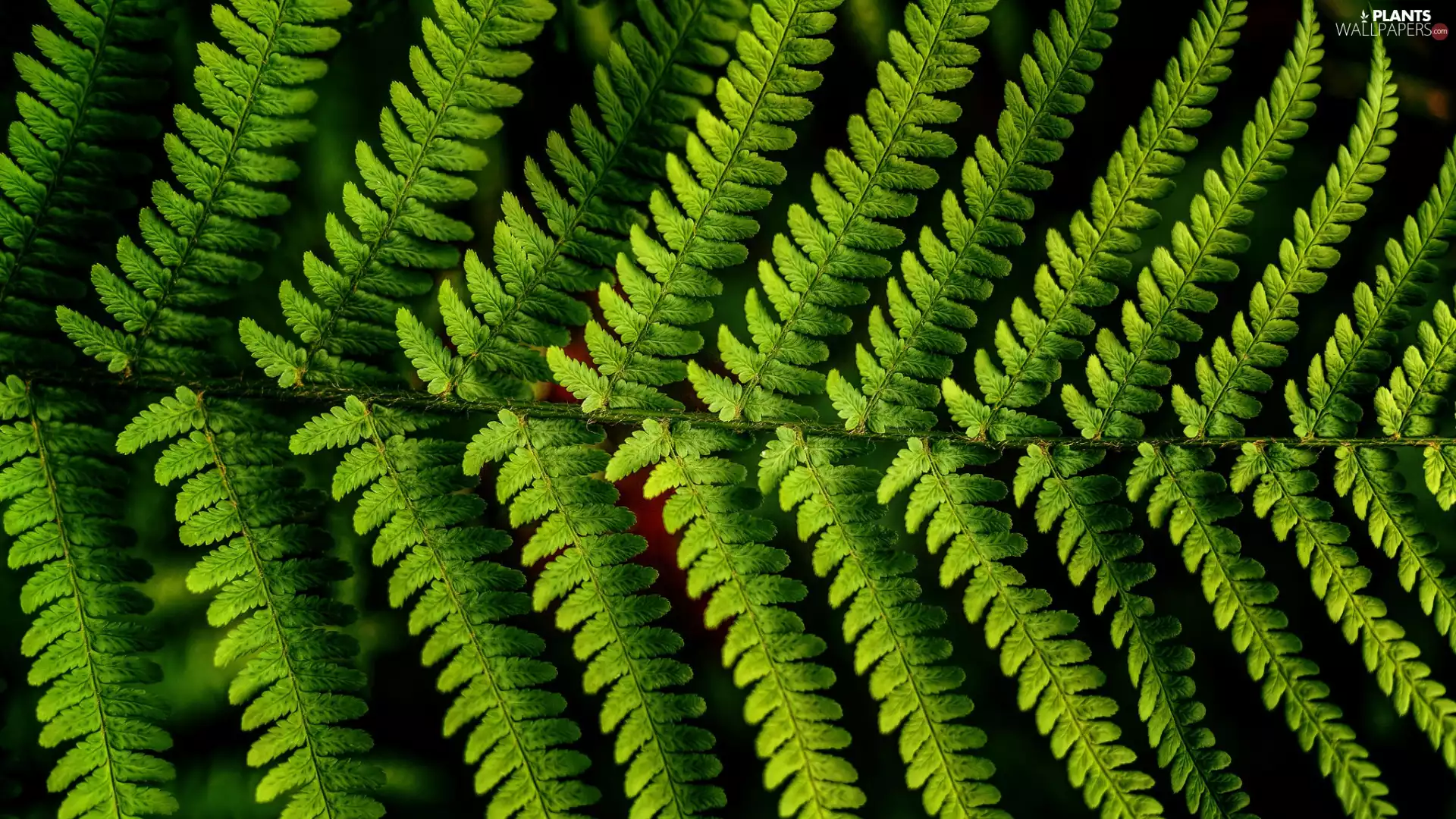 leaf, Fern