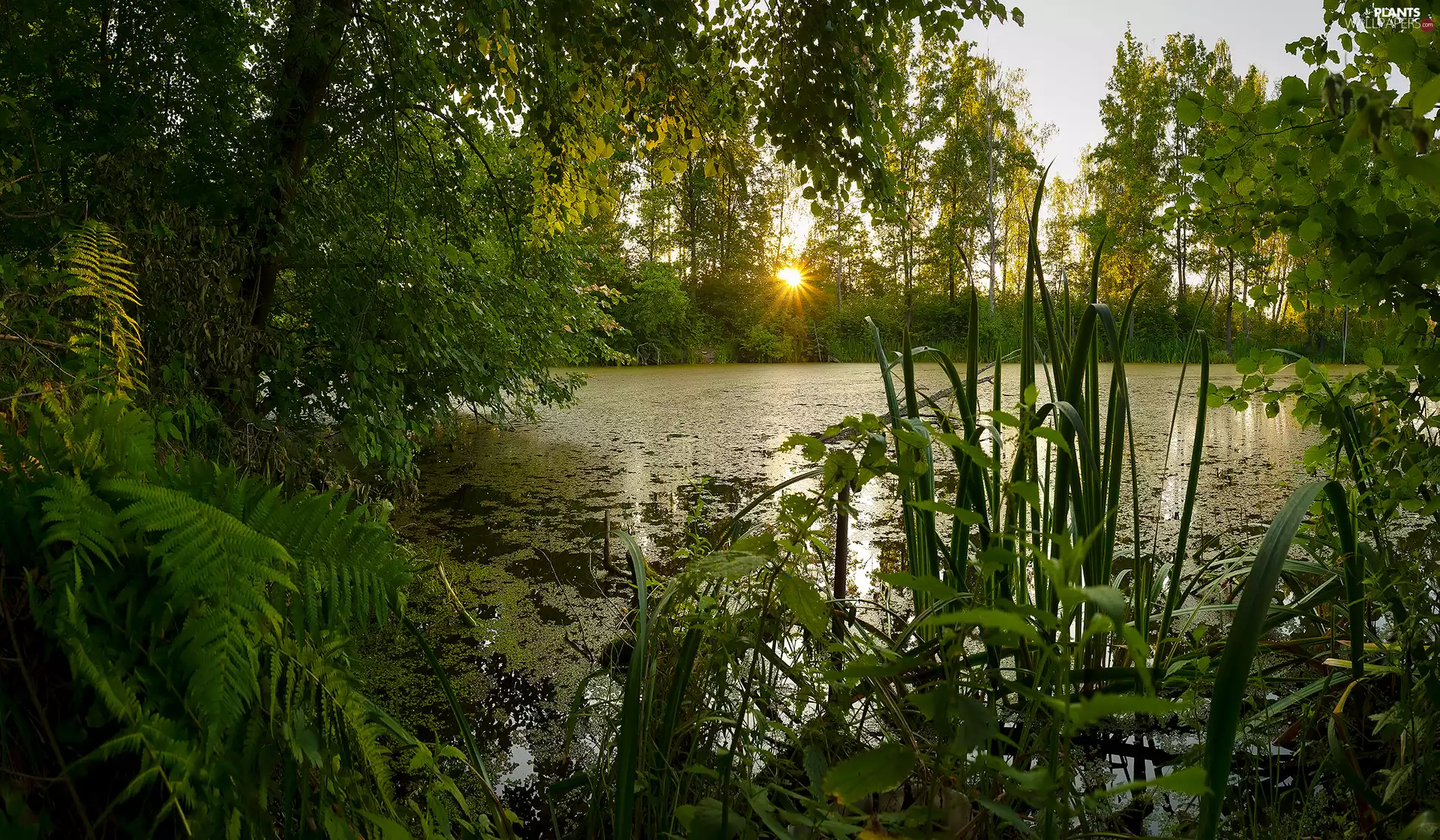 viewes, forest, fern, Leaf, Pond - car, trees