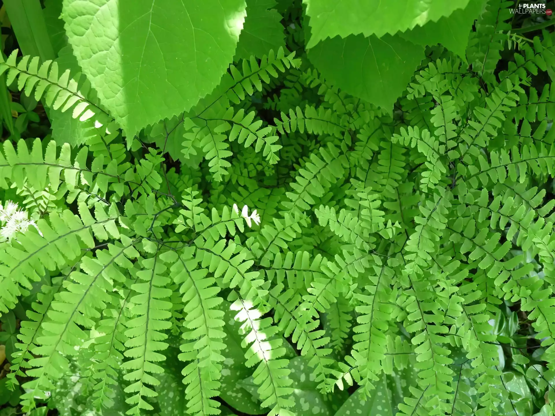 fern, green ones, Leaf