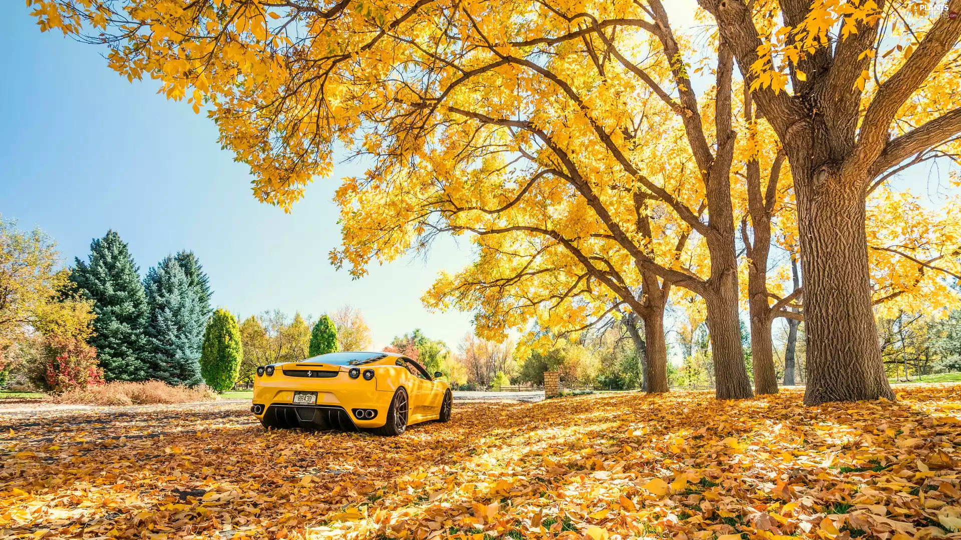 Leaf, trees, Automobile, viewes, autumn, Yellow, Ferrari F 430
