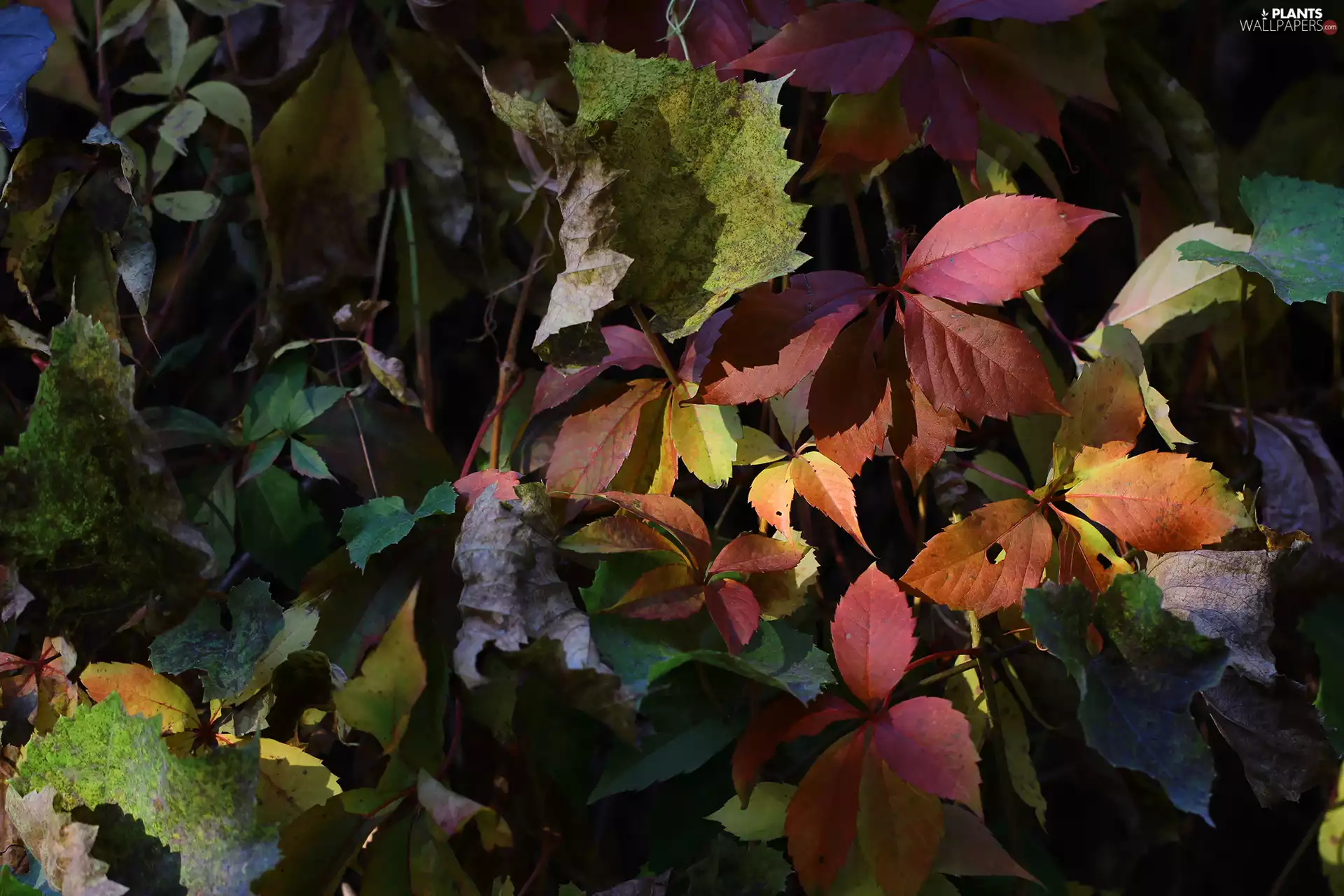 ligh, Autumn, flash, Leaf, color, sun, luminosity