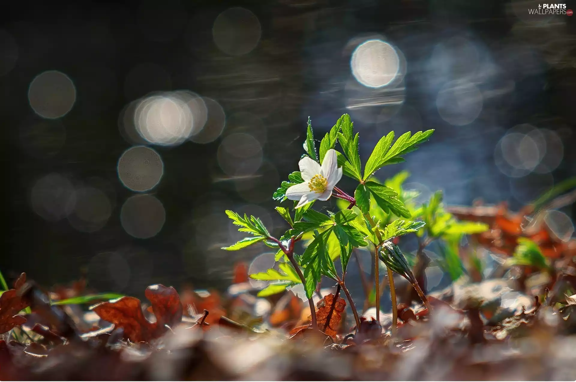 Leaf, White, Flower