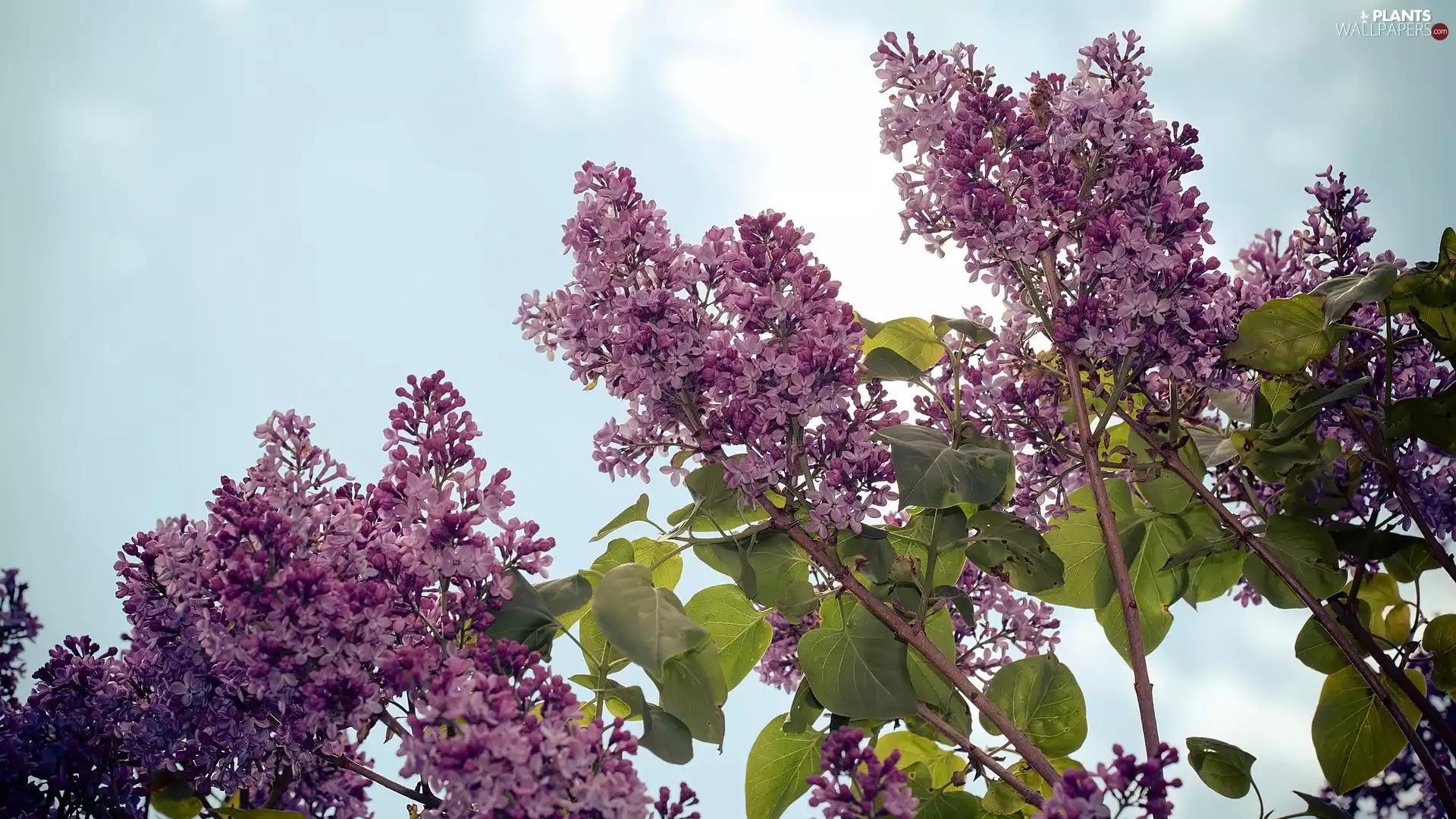Twigs, Leaf, Flowers, without, Bush