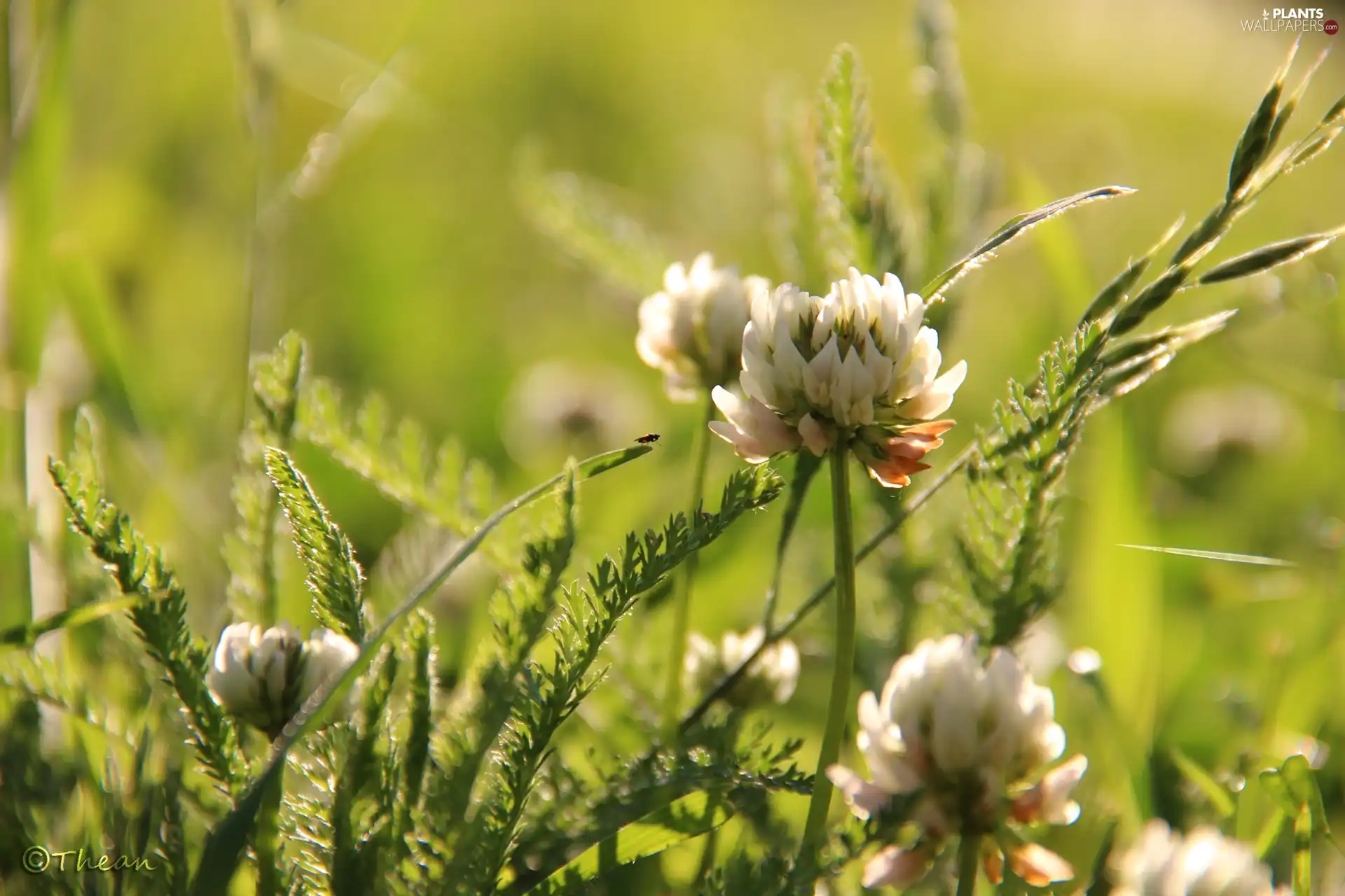 Leaf, trefoil, Flowers