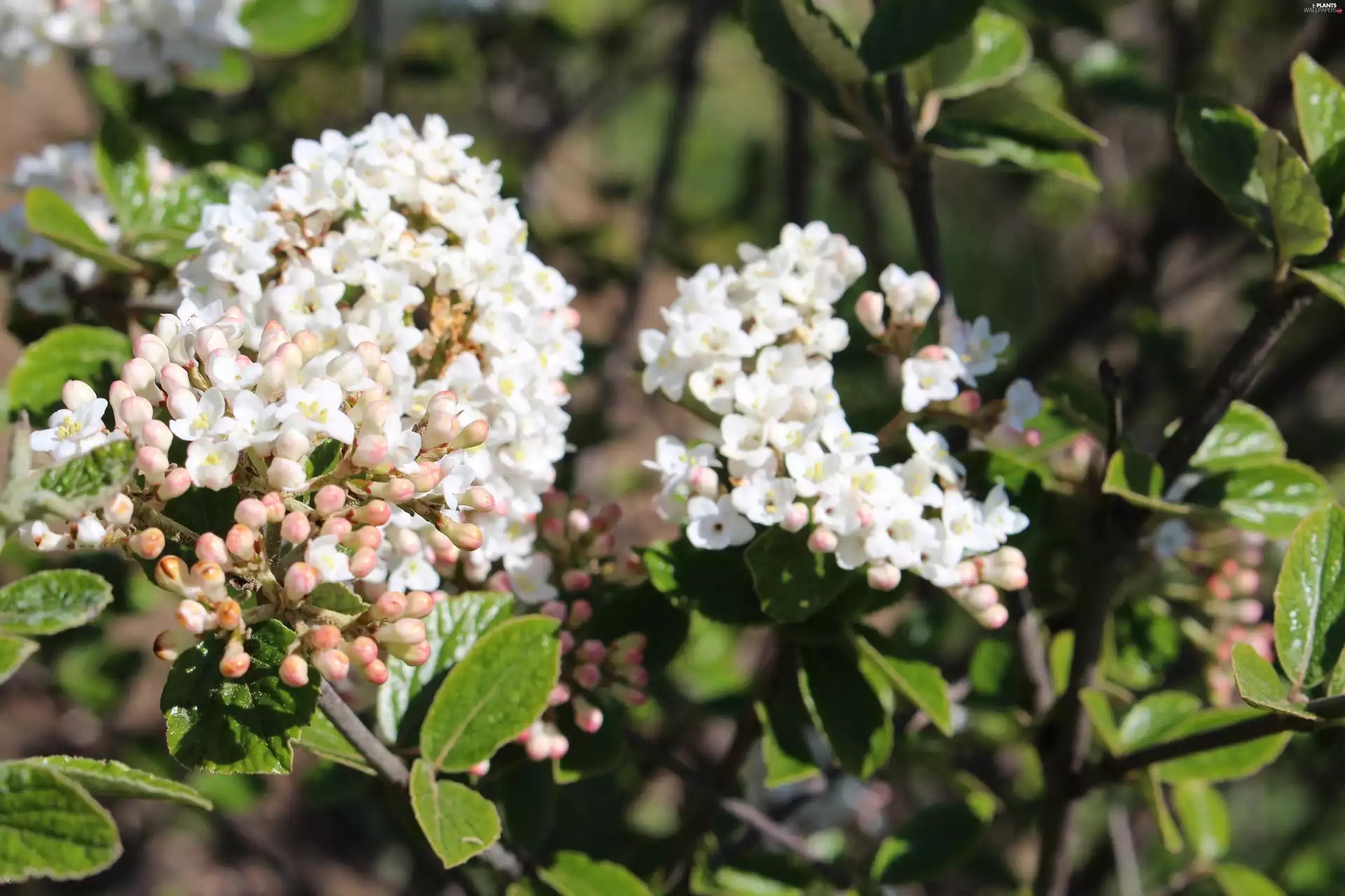 Leaf, White, Flowers