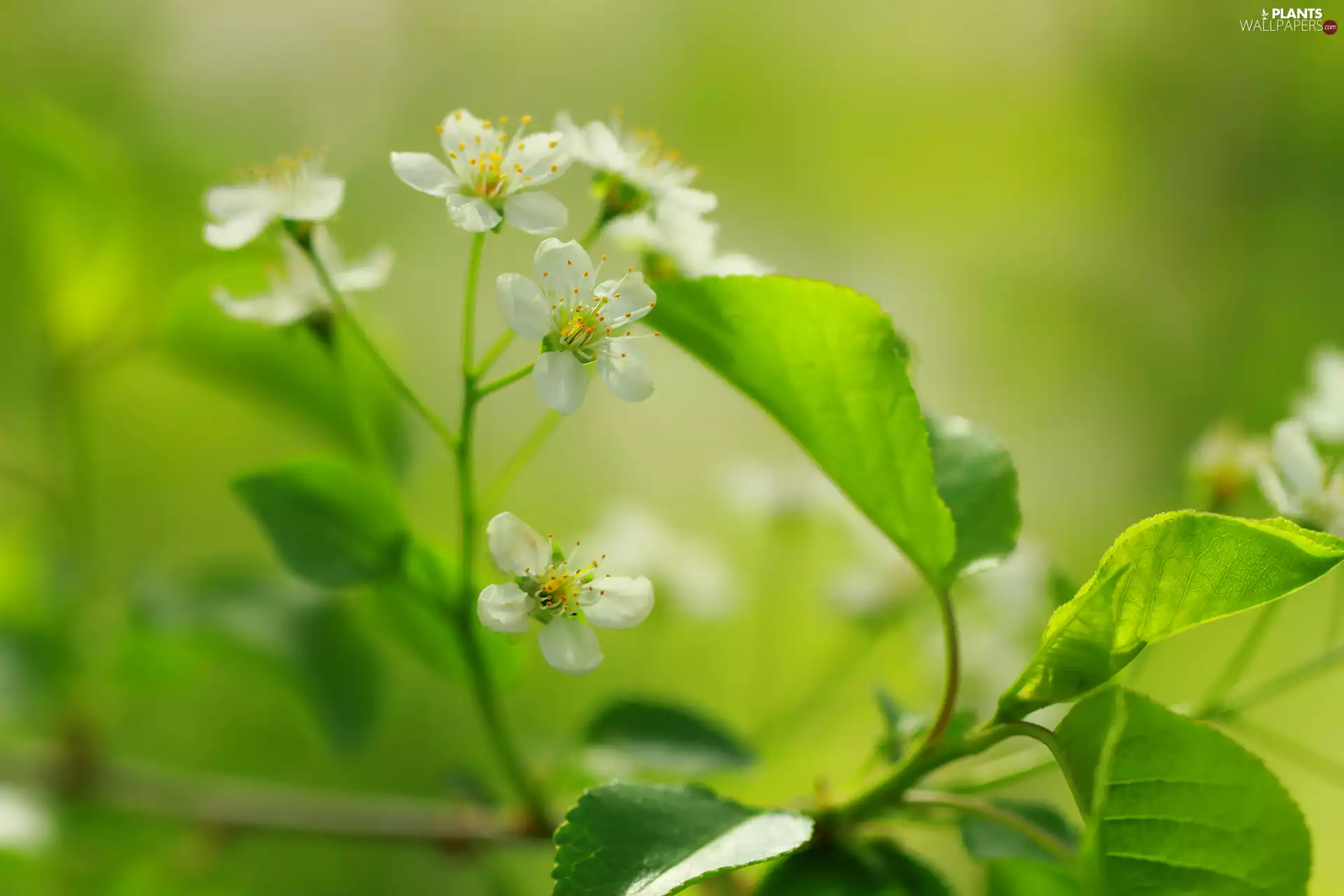 fruit, Leaf, Flowers, trees, White
