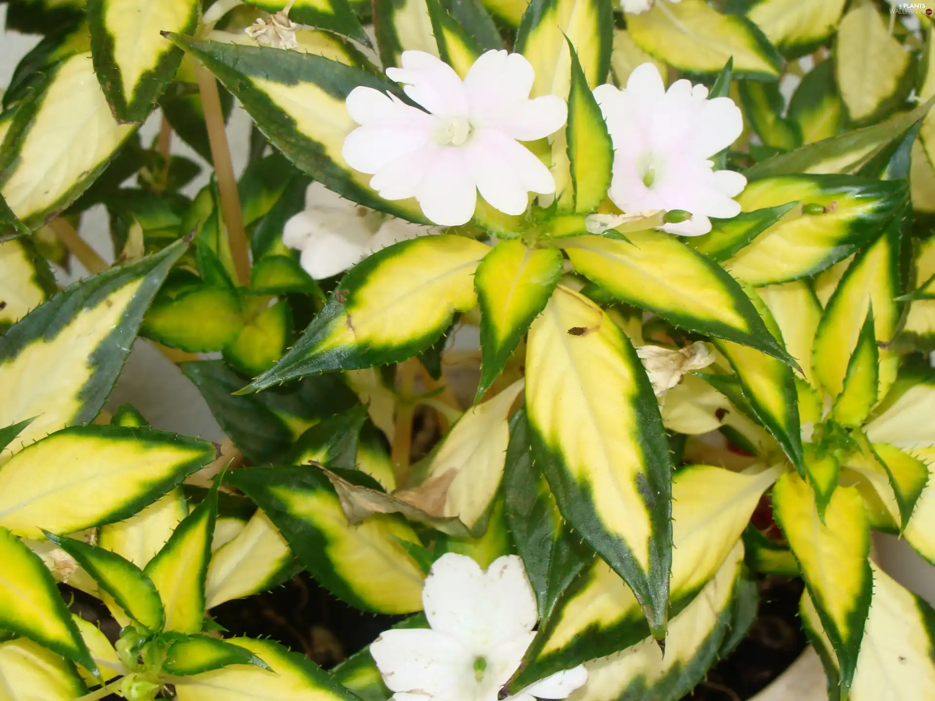 Leaf, White, Flowers