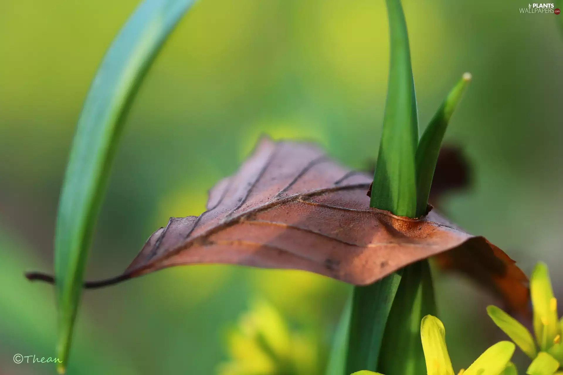 Leaf, Flowers