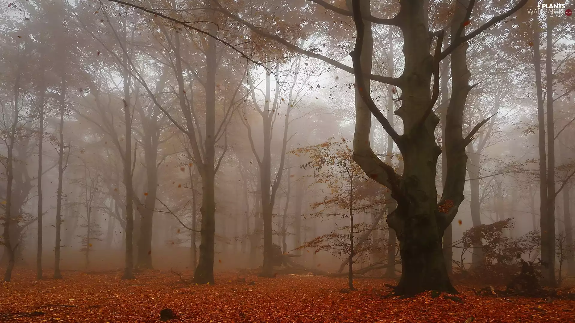 viewes, Leaf, Fog, trees, autumn