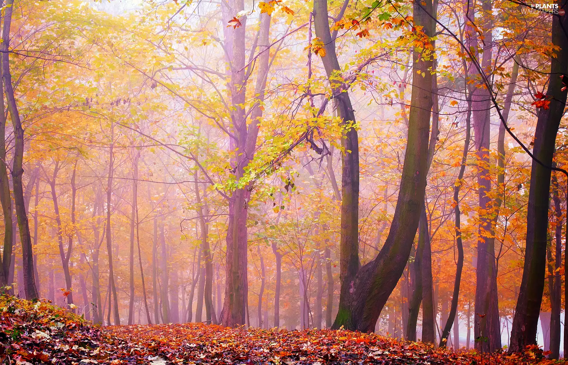 viewes, Leaf, Fog, trees, forest