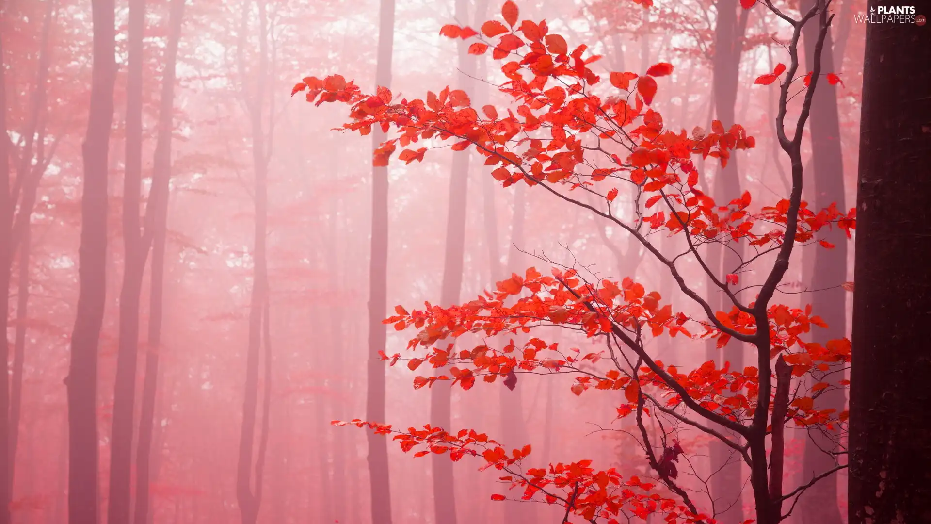 trees, autumn, Leaf, Fog, viewes, forest