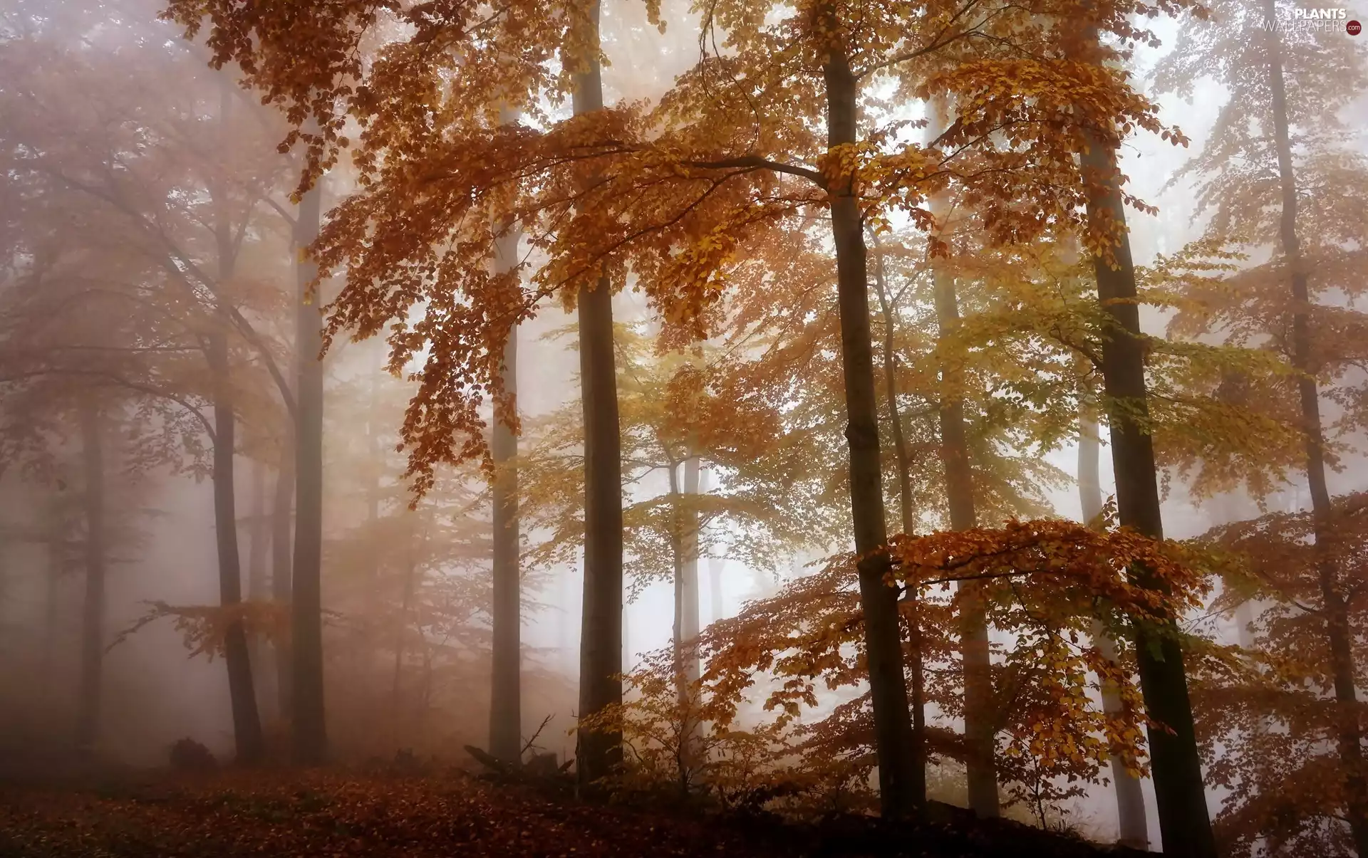 forest, autumn, viewes, Leaf, trees, Fog