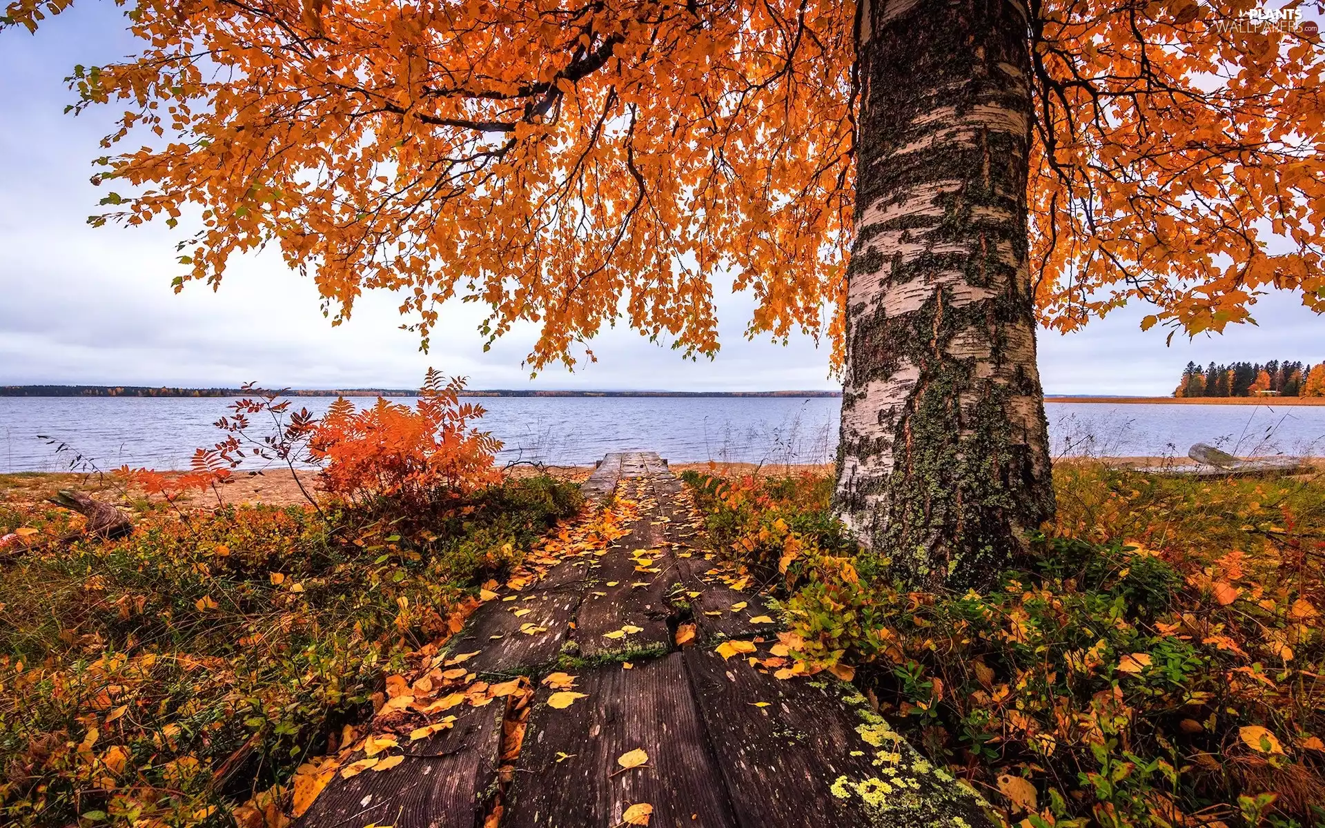 trees, lake, footbridge, Leaf, birch-tree, autumn