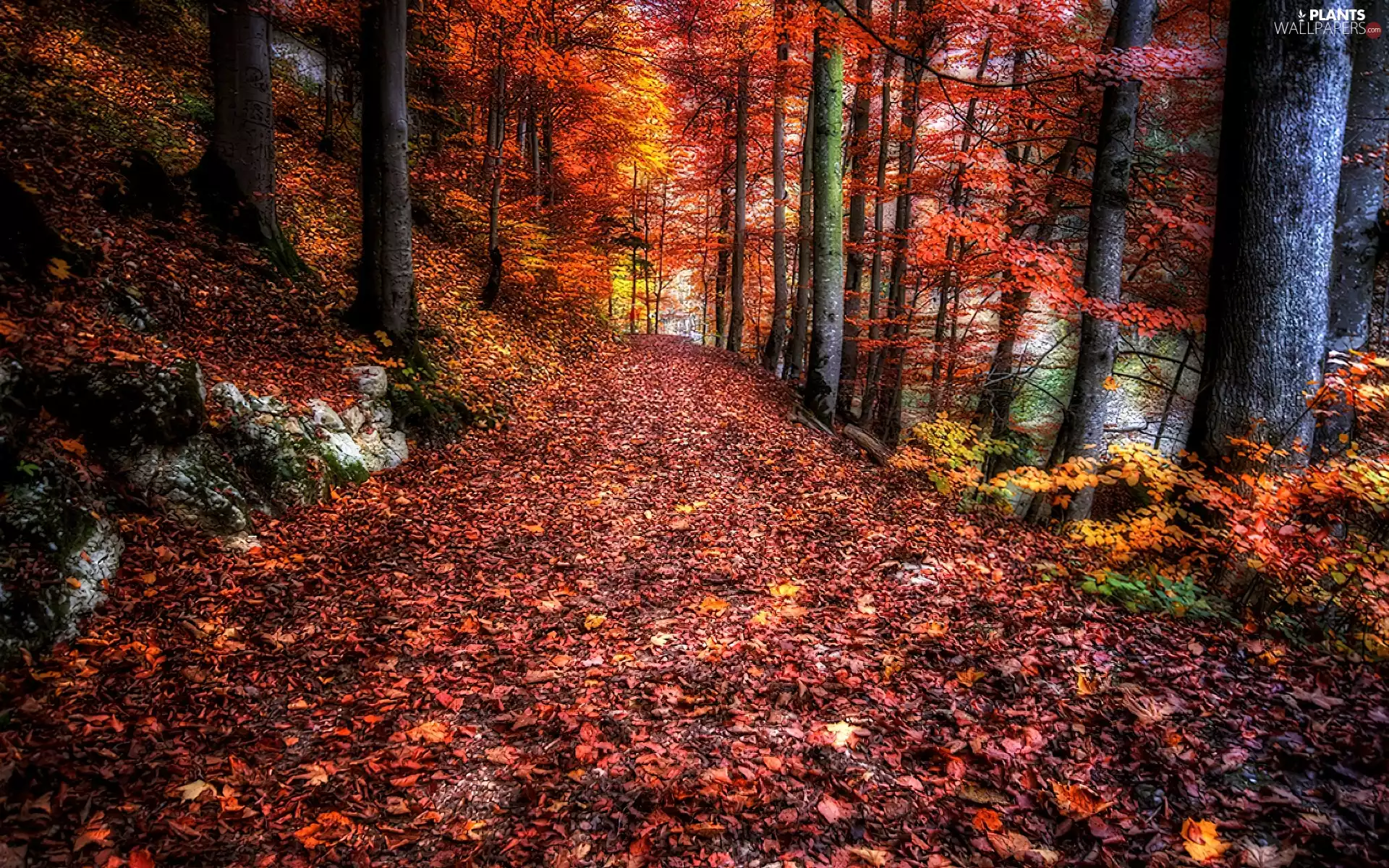 Leaf, autumn, forest