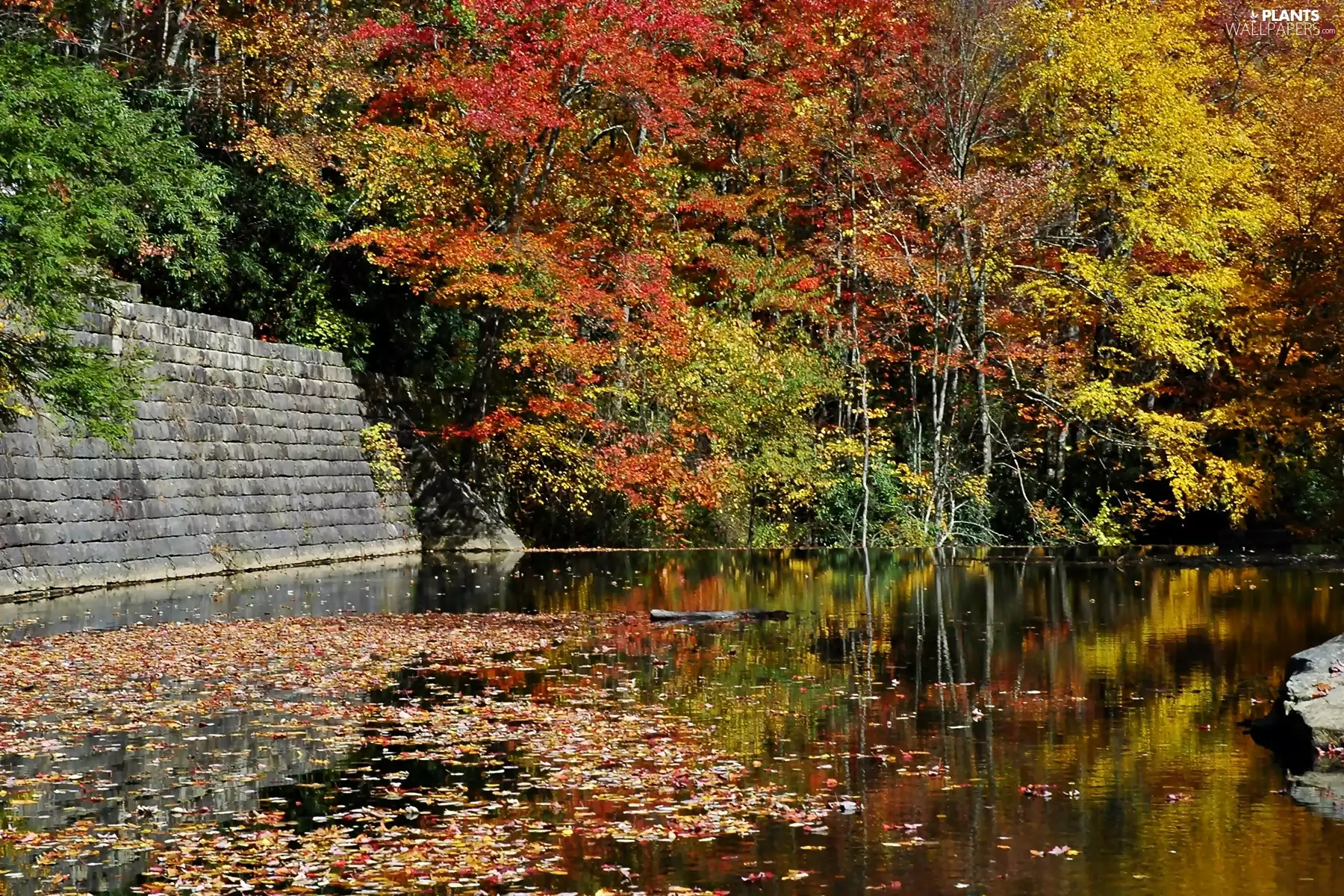 fallen, Leaf, forest, lake, Autumn
