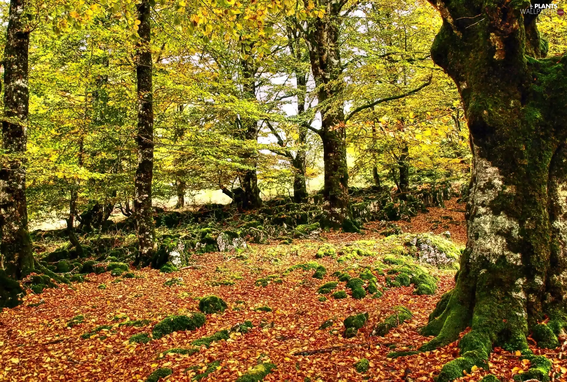 dry, Leaf, forest, mosses, Autumn