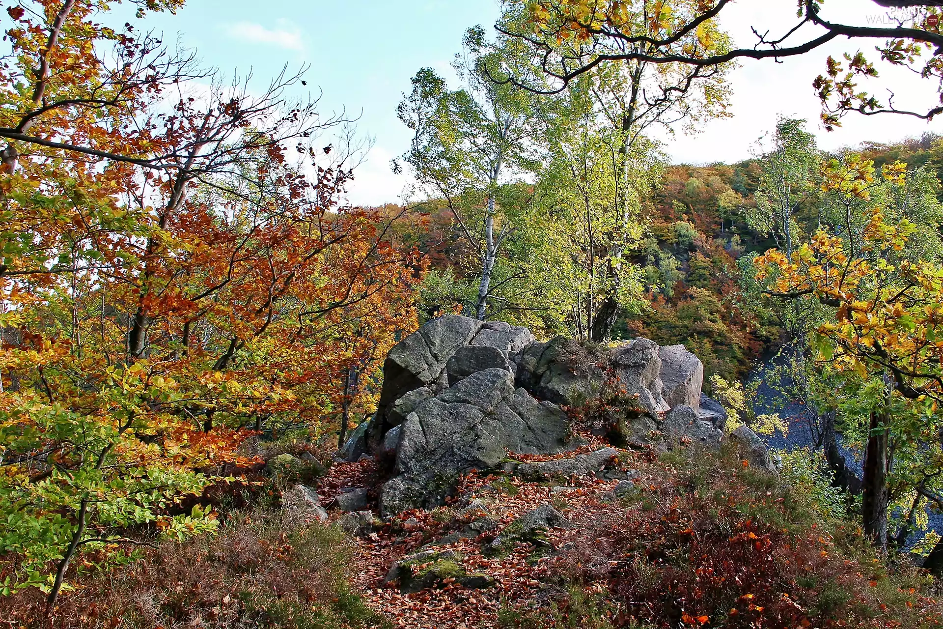 fallen, Leaf, forest, rocks, autumn