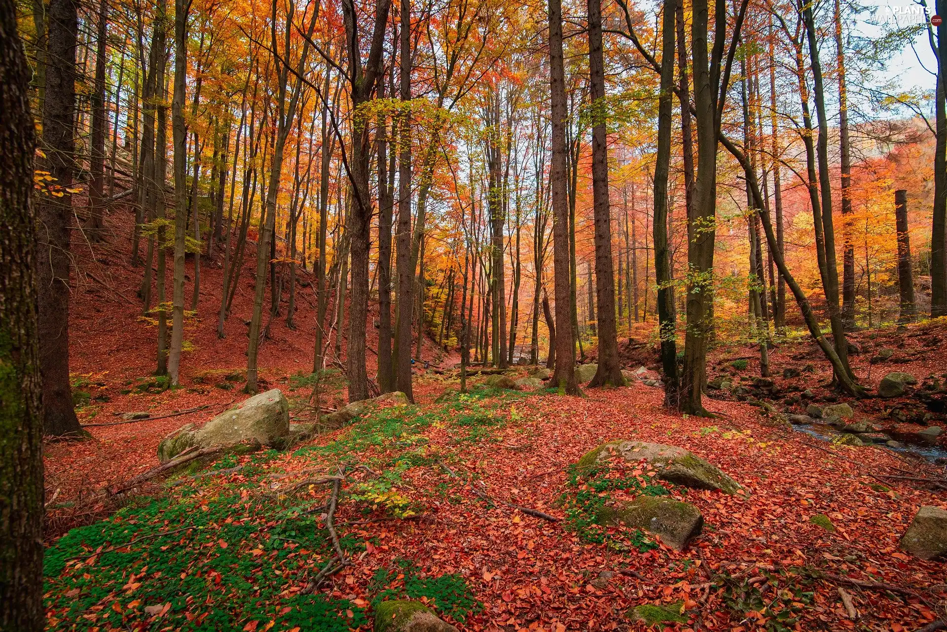 trees, nature, autumn, Leaf, viewes, forest