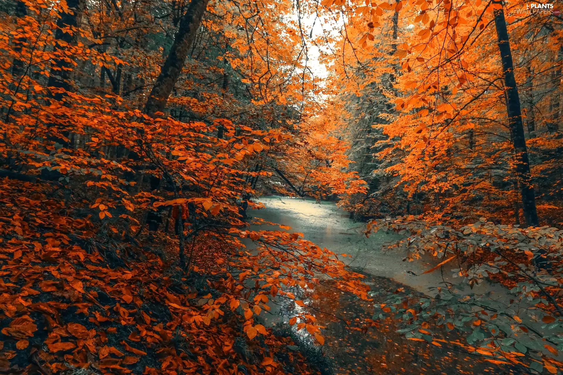 trees, color, forest, Leaf, autumn, viewes, River