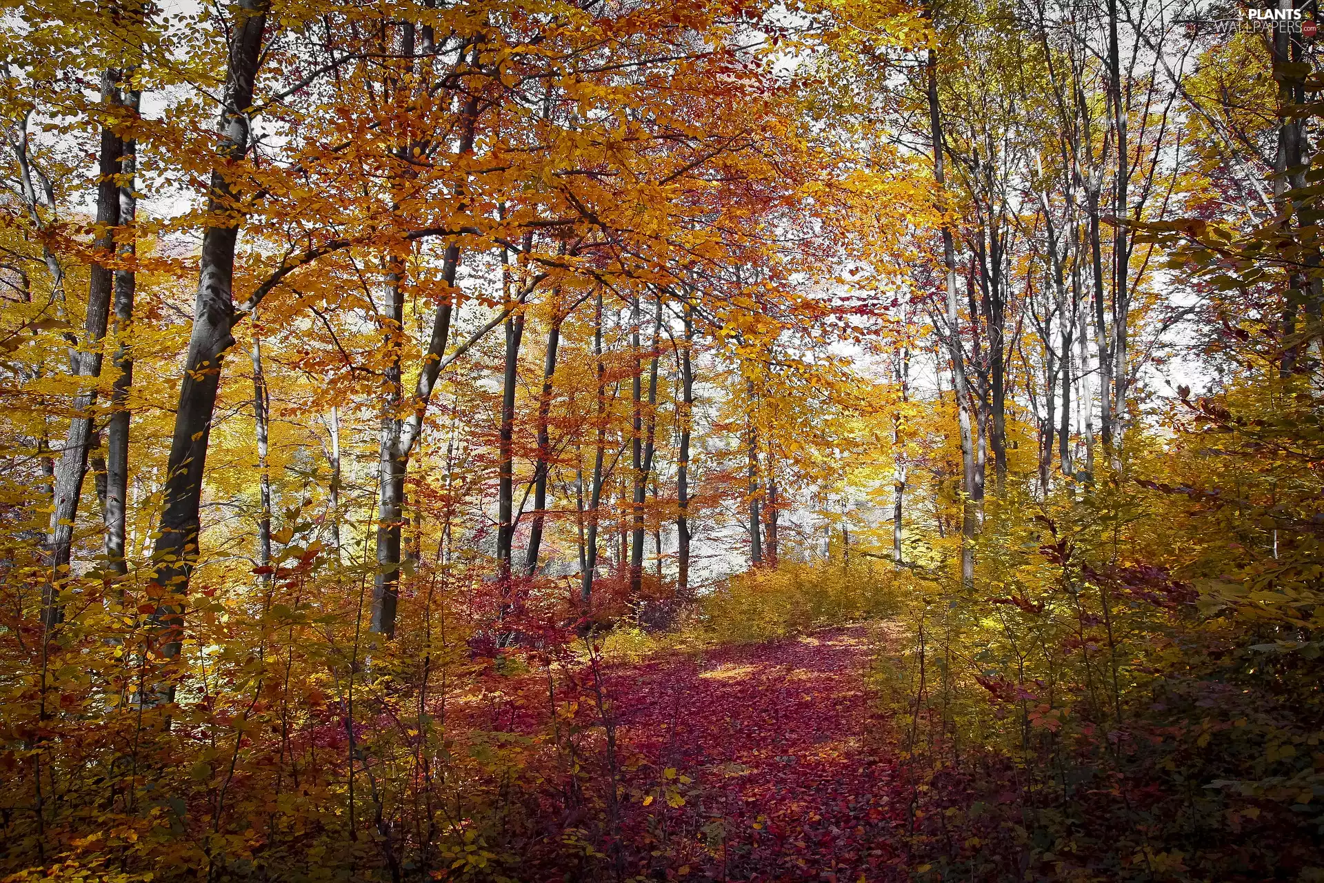 trees, autumn, color, Leaf, viewes, forest
