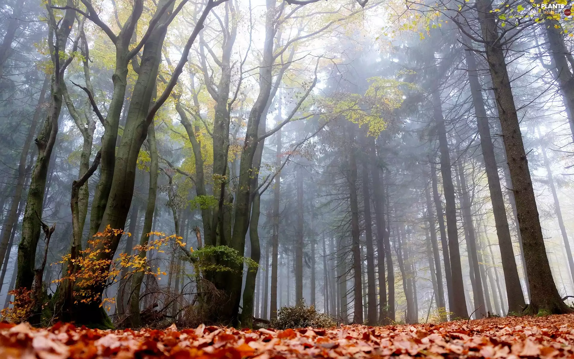 trees, Fog, fallen, Leaf, viewes, forest