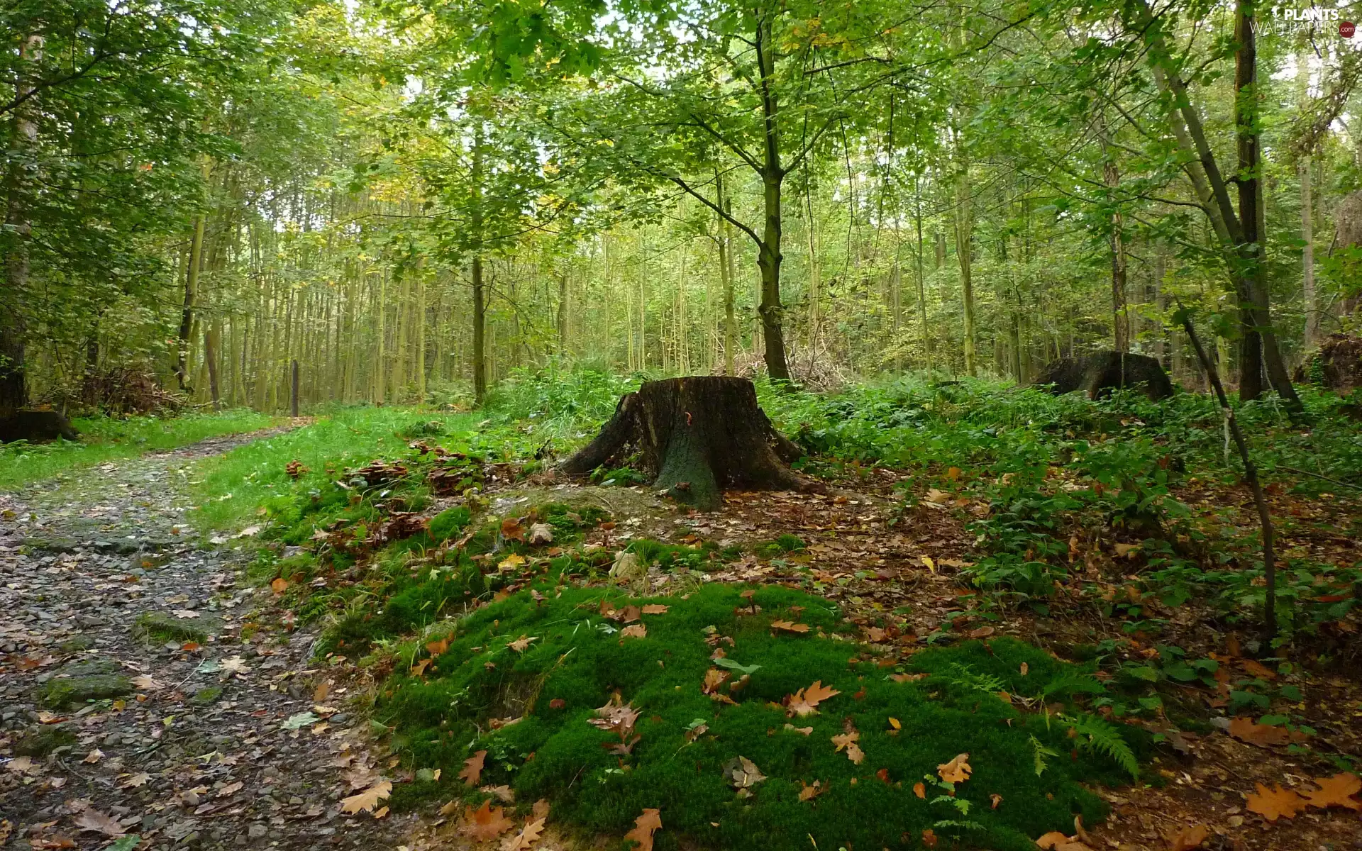 Path, autumn, Moss, Leaf, trunk, forest