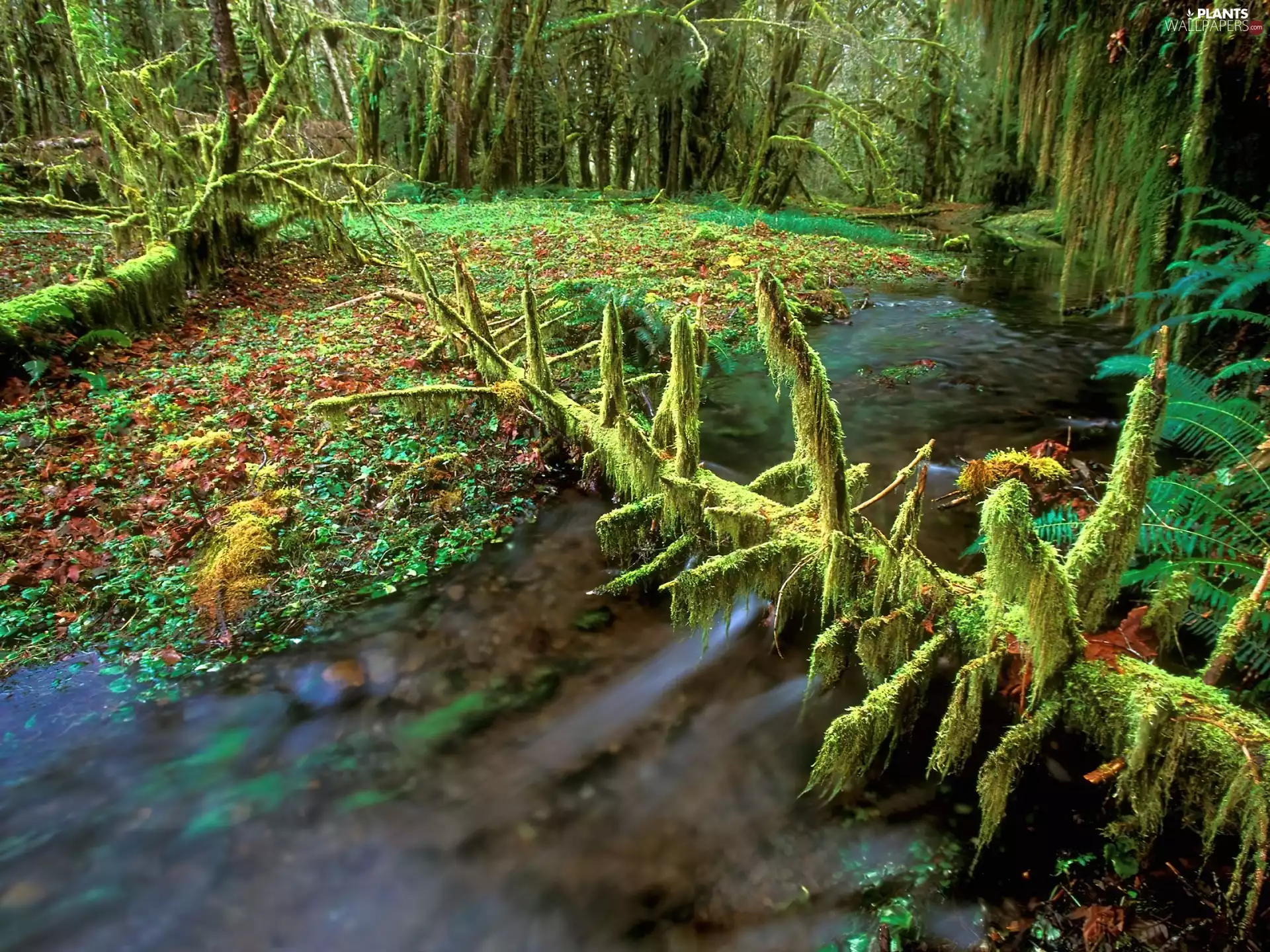 overturned, autumn, stream, Leaf, trees, forest